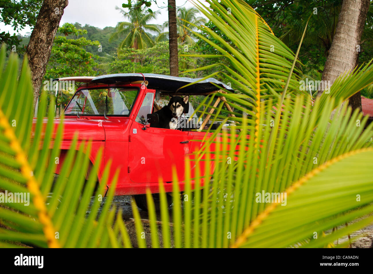 Nov. 23, 2010 - Mal Pais, Costa Rica - An old Jeep on the beach with dog waiting for owner to come in from surfing. (Credit Image: © Braden Gunem/ZUMA Press) Stock Photo