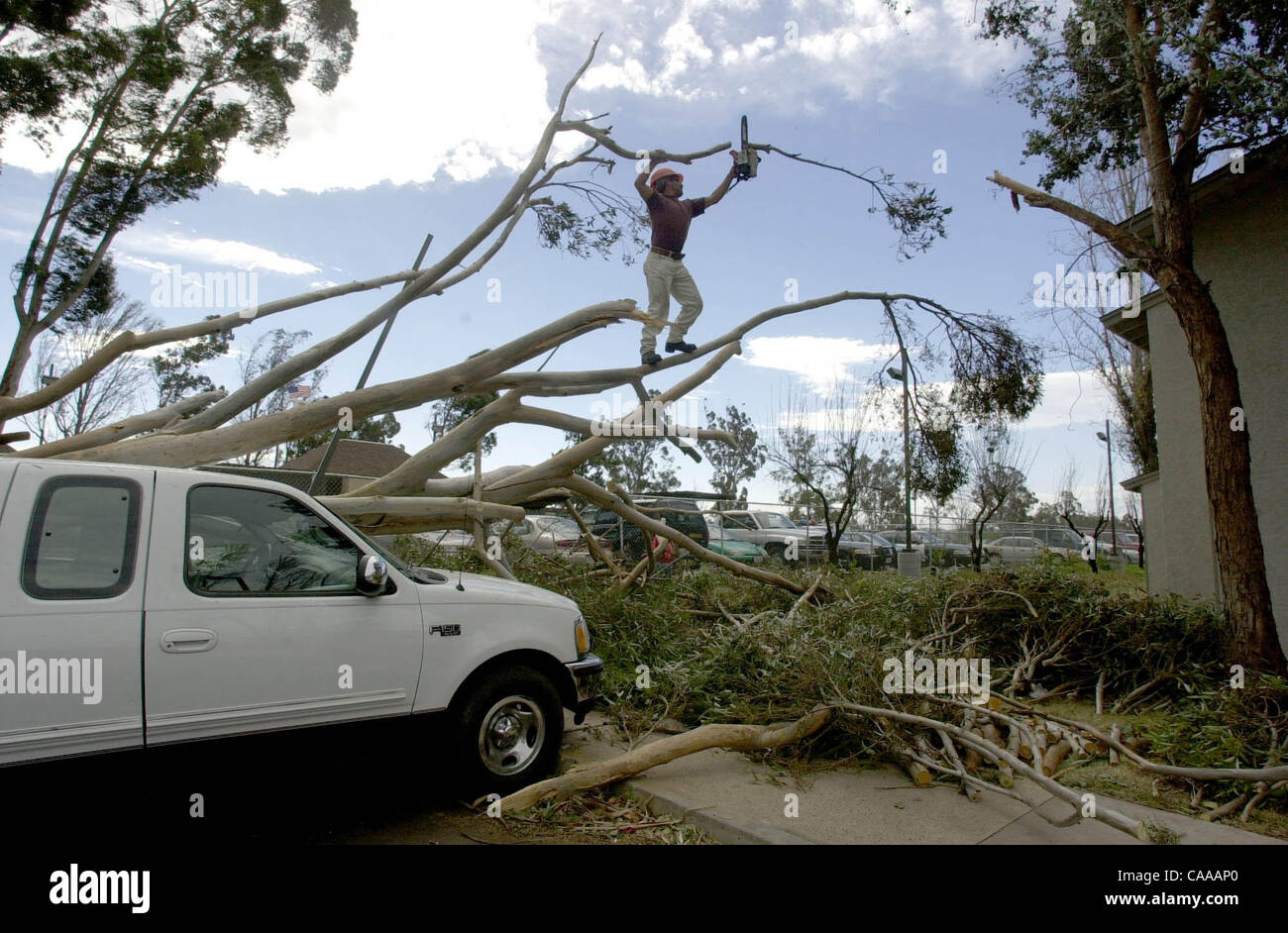 Cutting down eucalyptus tree hires stock photography and images Alamy