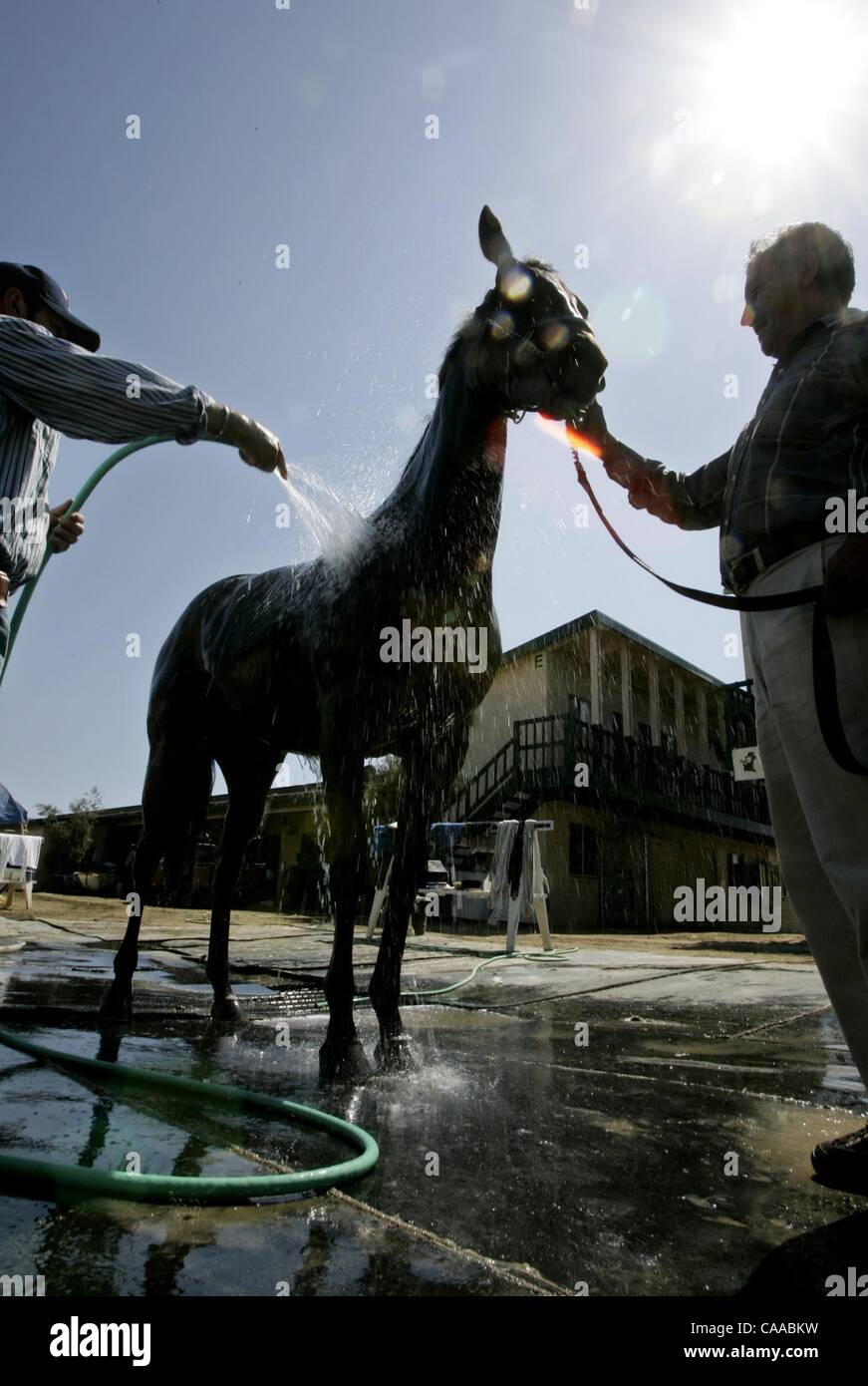 (Published 7/23/2005, B-4) Thoroughbred Jordyn Macoma gets washed off to keep cool at the Ronald Ellis Stables at Del Mar race track on Friday. The two stable hands refused to  be iudentified. UT photo by Eduardo Contreras Stock Photo