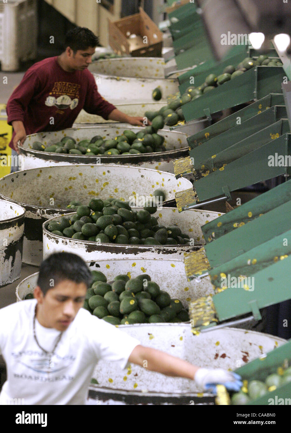 Freddy Cruz (top) and Angel Cruz oversee the filling of bins of sorted