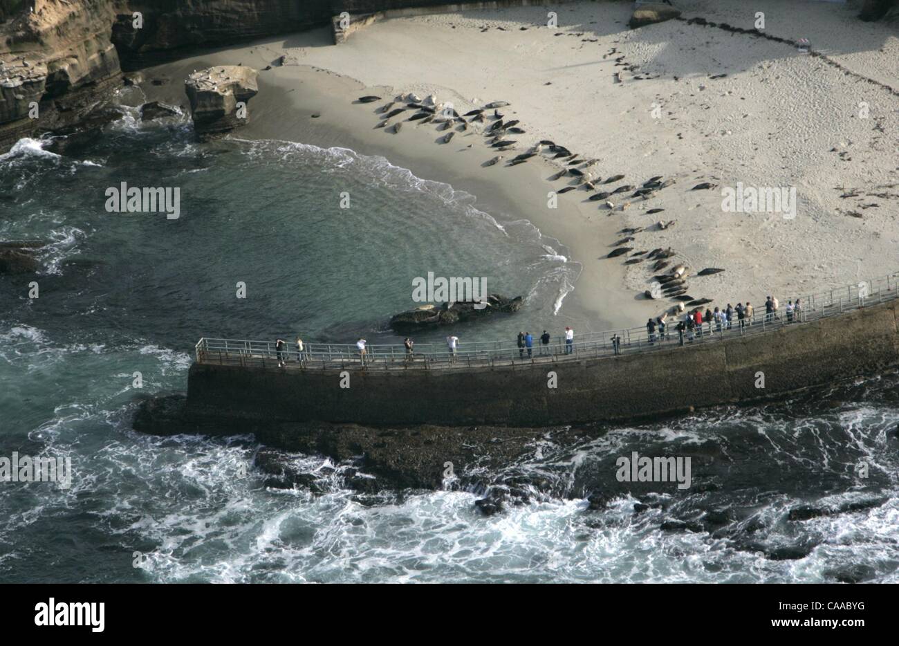 (Published 8/27/05, B10) La Jolla Children's pool seals Stock Photo