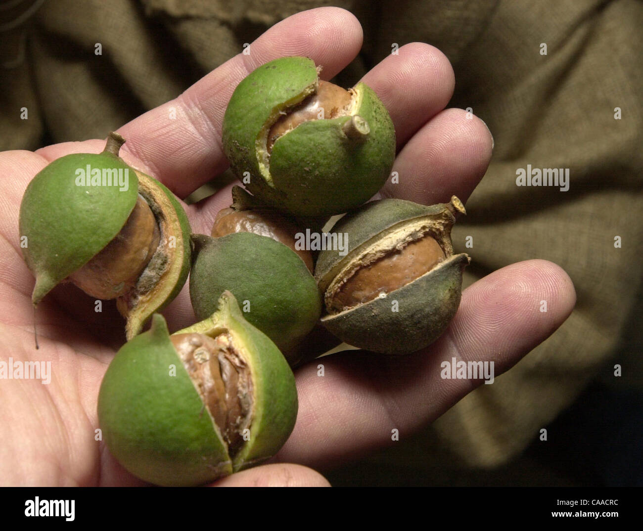 (PUBLISHED 11/02/2002, NC-3; NI-3): SLmacadamia195461x003/Oct 31---The husk on fallen macadamia nuts split open, revealing the brown nut inside.  The story is about the local macadamia nut industry, how the nuts are grown and what sort of issues local growers deal with. The story will also let peopl Stock Photo