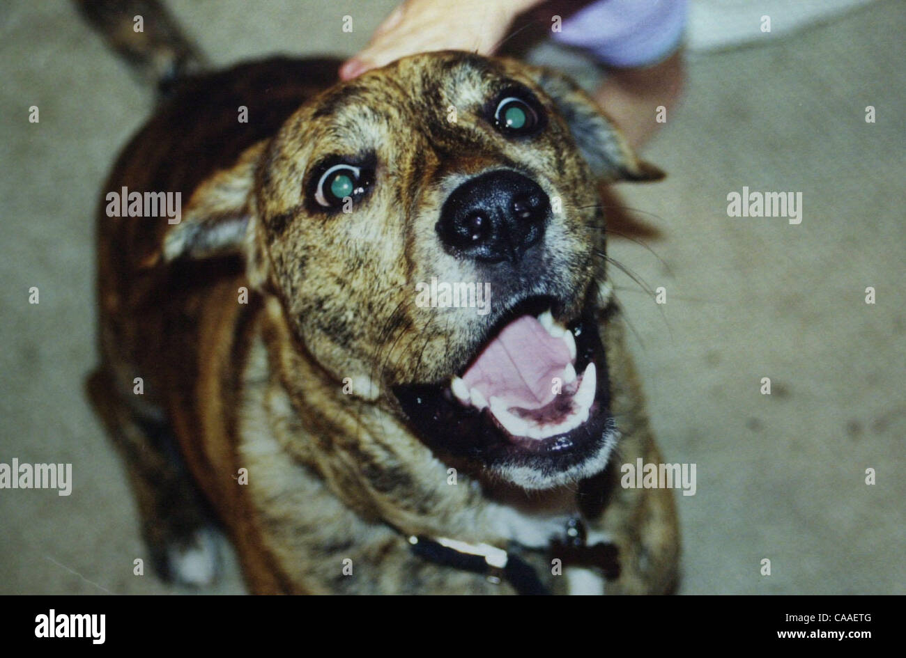 Pit bull lab mix hires stock photography and images Alamy