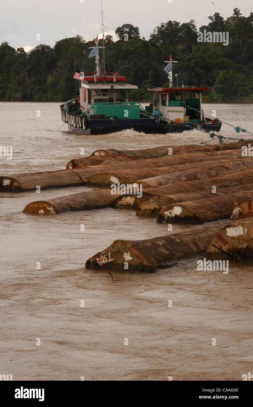 BERAU, EAST KALIMANTAN, INDONESIA  MAY 11, 2003    Illegal logging in Kalimantan is still rampart.  Government officials to the military are involved in the process making it hard to get rid of the process.    Photo by Timur Angin/JiwaFoto Stock Photo