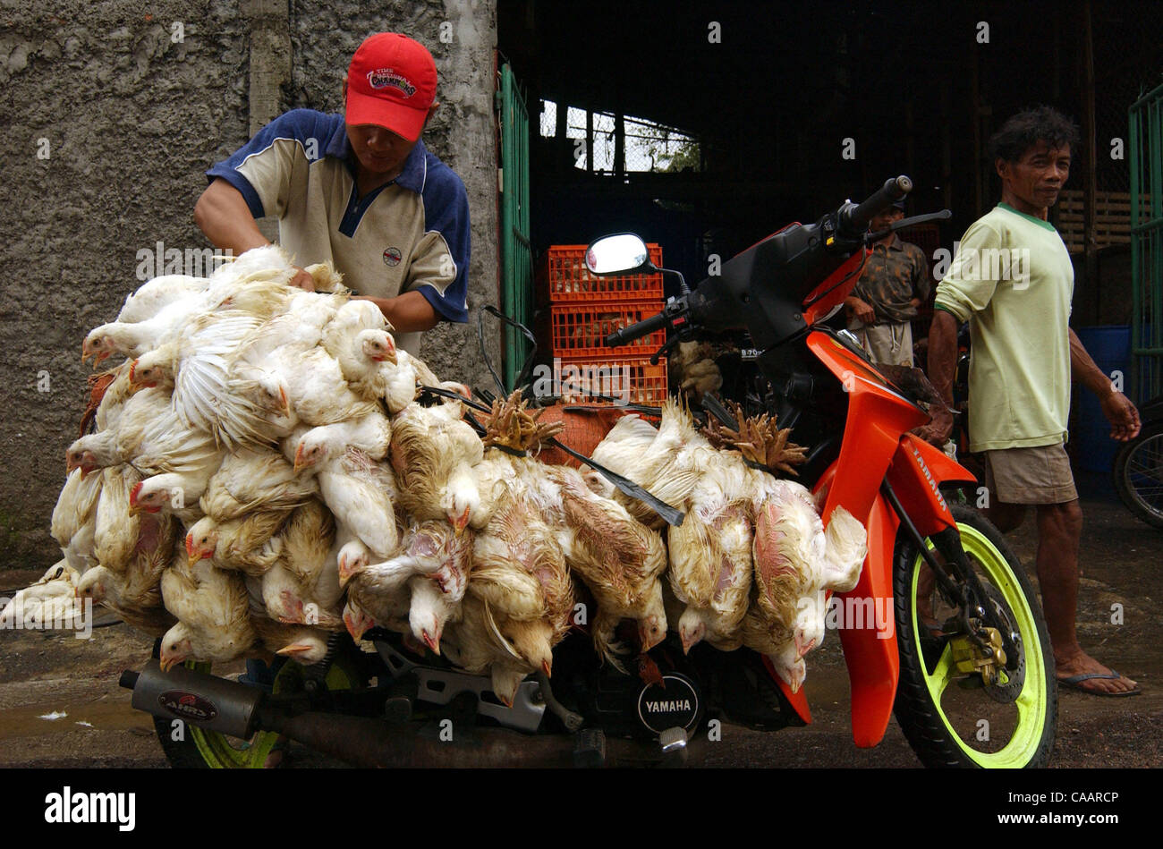 JAKARTA, INDONESIA-JANUARY 26, 2004    An Indonesian chicken trader ties chickens on his motorcycle at a chicken distributor. Indonesia authorities have confirmed a bird flu outbreak among chickens but found no evidence the disease has spread to humans. The bird flu virus spread deeper into Asia on  Stock Photo
