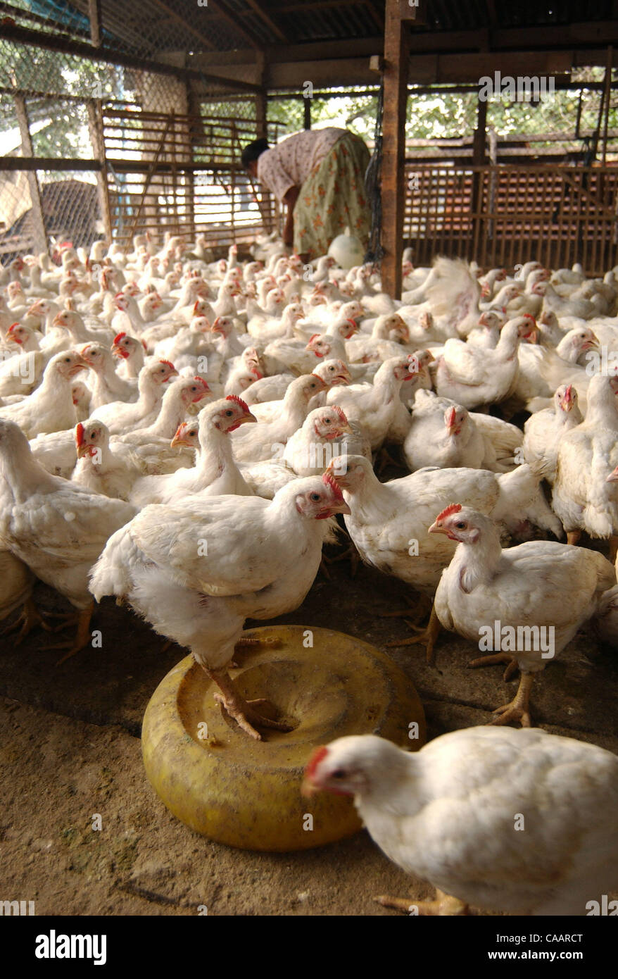 JAKARTA, INDONESIA-JANUARY 26, 2004:  Chickens inside farm before distributed to customers at a chicken distributor. Indonesia authorities have confirmed a bird flu outbreak among chickens but found no evidence the disease has spread to humans. The bird flu virus spread deeper into Asia on Monday an Stock Photo