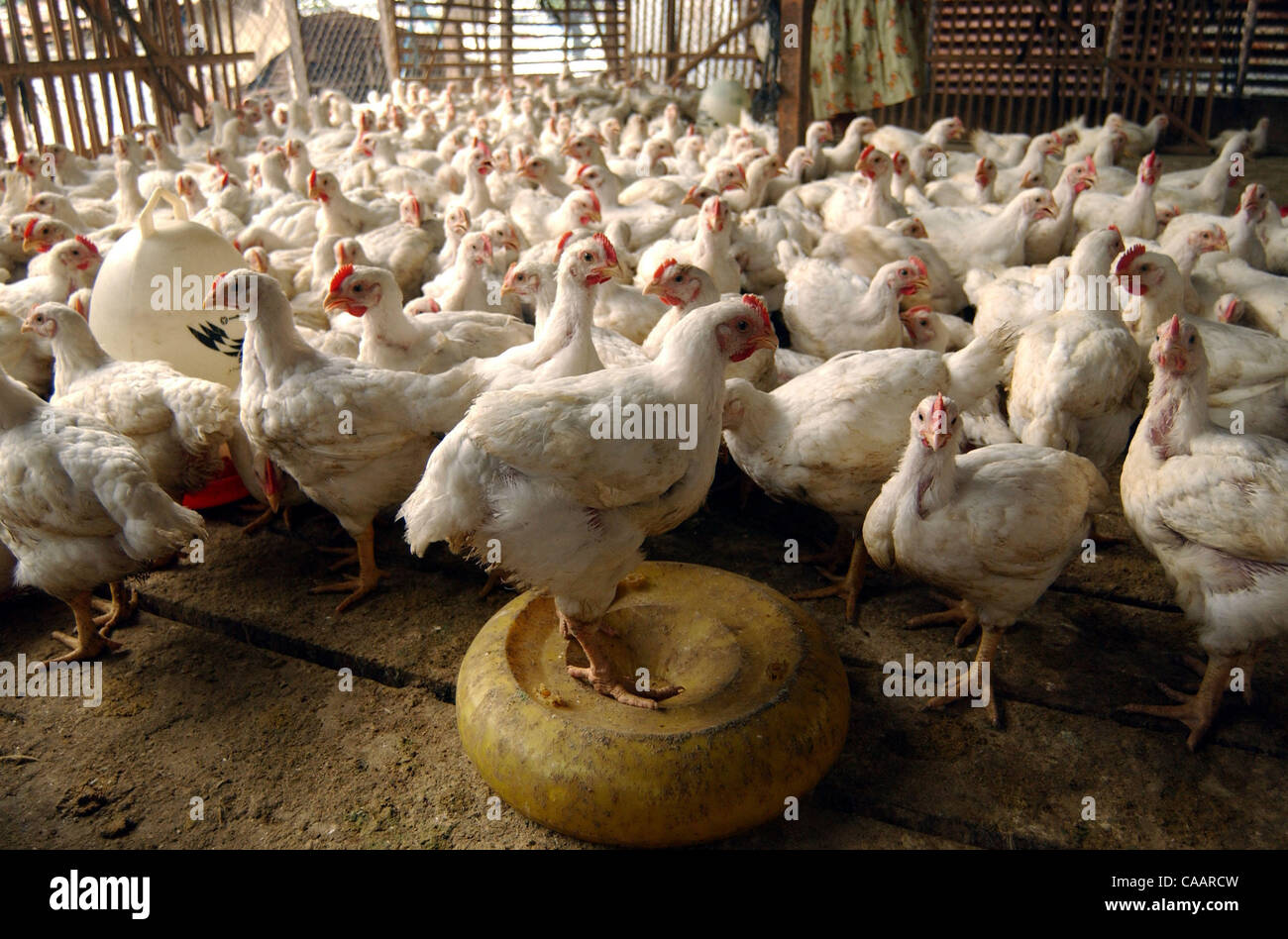 JAKARTA, INDONESIA-JANUARY 26, 2004:  Chickens inside farm before distributed to customer at a chicken distributor. Indonesia authorities have confirmed a bird flu outbreak among chickens but found no evidence the disease has spread to humans. The bird flu virus spread deeper into Asia on Monday and Stock Photo