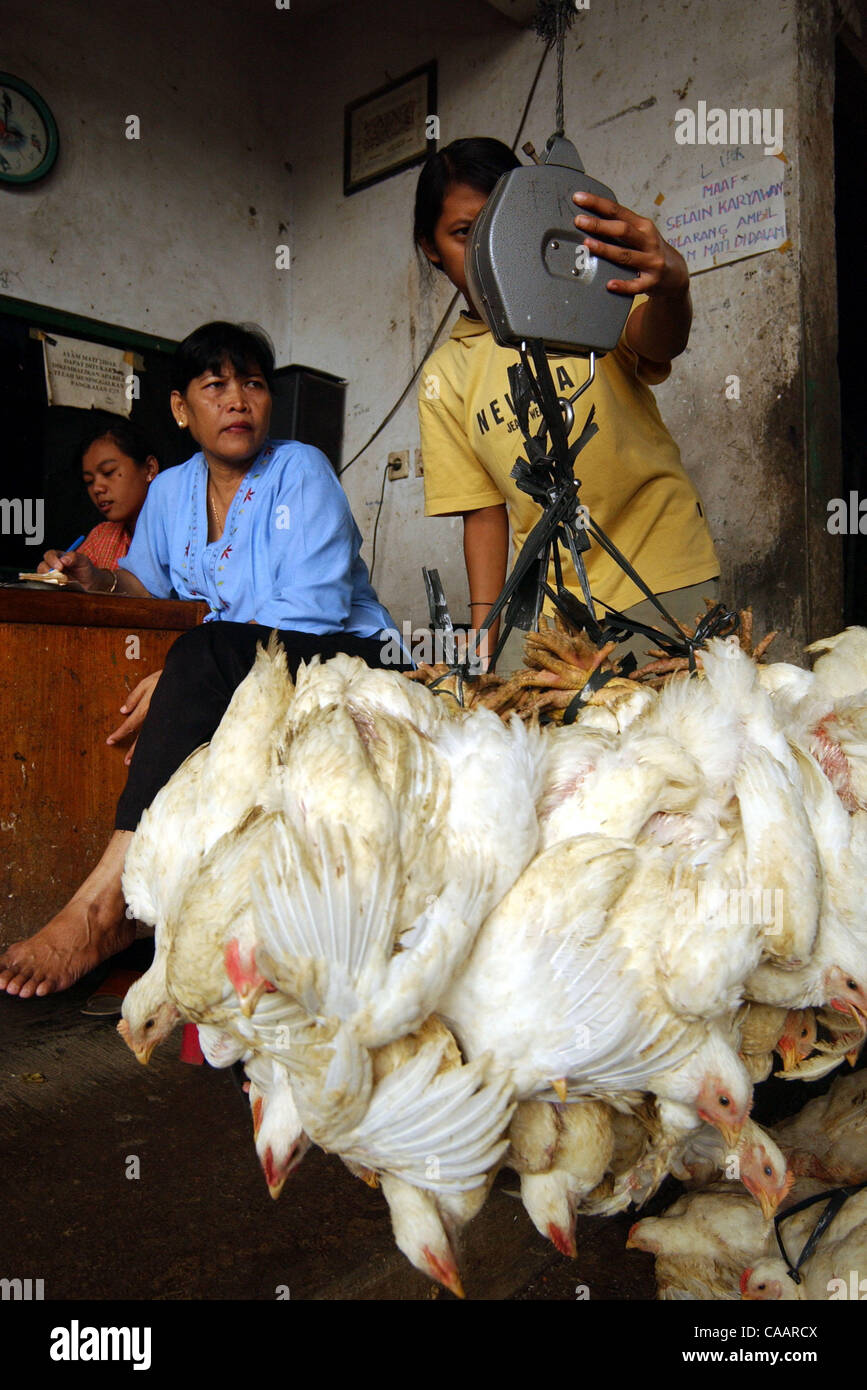 JAKARTA, INDONESIA-JANUARY 26, 2004:  An Indonesian woman weighs chicken before distributing to customer at a chicken distributor. Indonesia authorities have confirmed a bird flu outbreak among chickens but found no evidence the disease has spread to humans. The bird flu virus spread deeper into Asi Stock Photo