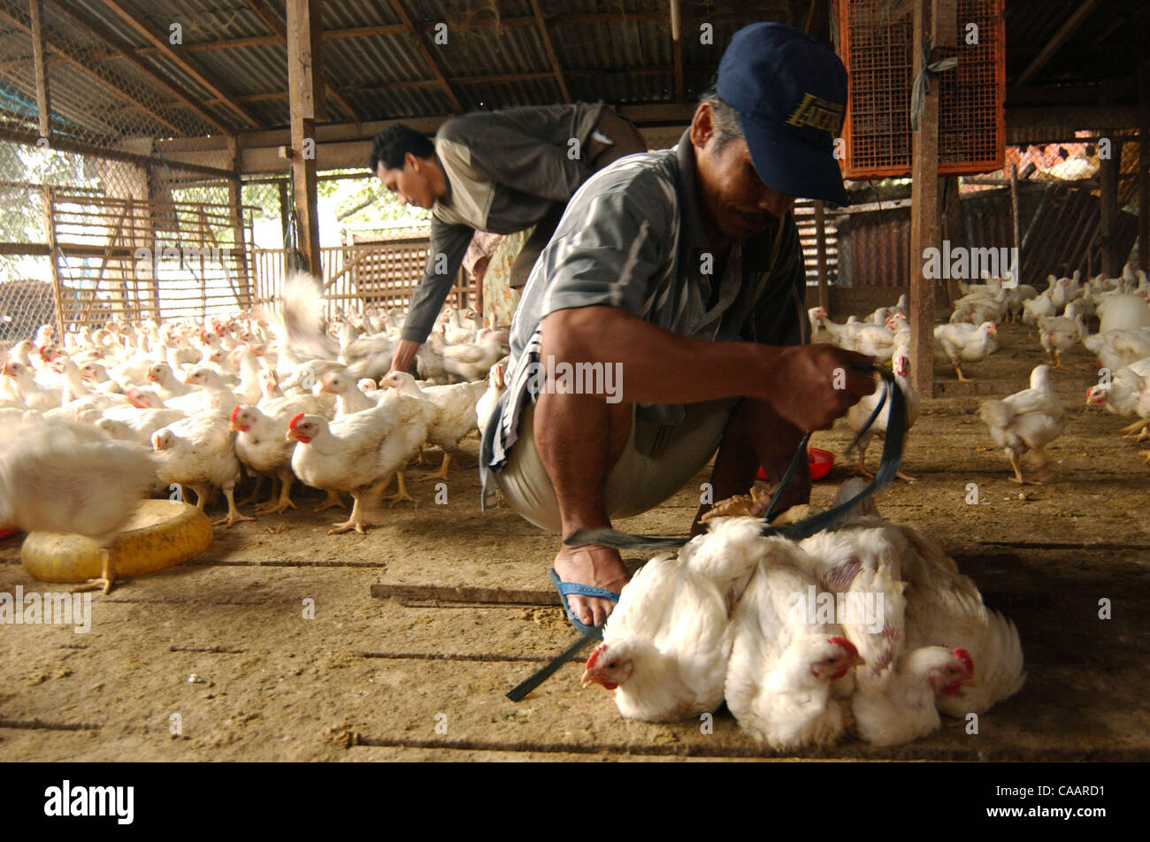 JAKARTA, INDONESIA-JANUARY 26, 2004:  An Indonesian ties chicken after selecting them to sell to customer a chicken distributor. Indonesia authorities have confirmed a bird flu outbreak among chickens but found no evidence the disease has spread to humans. The bird flu virus spread deeper into Asia  Stock Photo