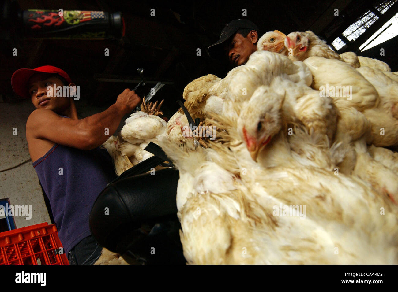 JAKARTA, INDONESIA-JANUARY 26, 2004:  An Indonesian chicken trader ties chickens on his motorcycle at a chicken distributor. Indonesia authorities have confirmed a bird flu outbreak among chickens but found no evidence the disease has spread to humans. The bird flu virus spread deeper into Asia on M Stock Photo