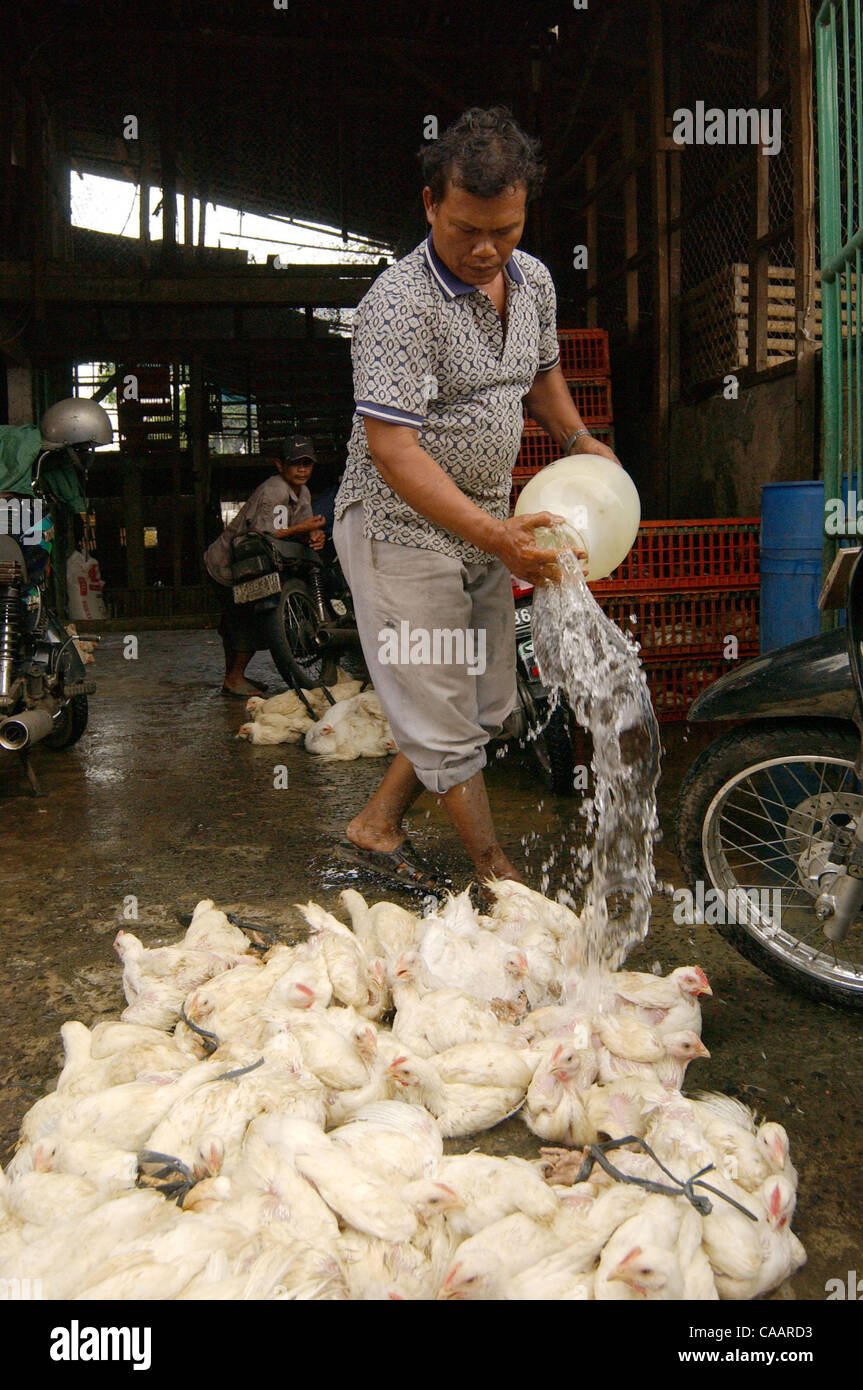JAKARTA, INDONESIA-JANUARY 26, 2004:  An Indonesian man sprays water to chickens before distributed to customer at a chicken distributor. Indonesia authorities have confirmed a bird flu outbreak among chickens but found no evidence the disease has spread to humans. The bird flu virus spread deeper i Stock Photo