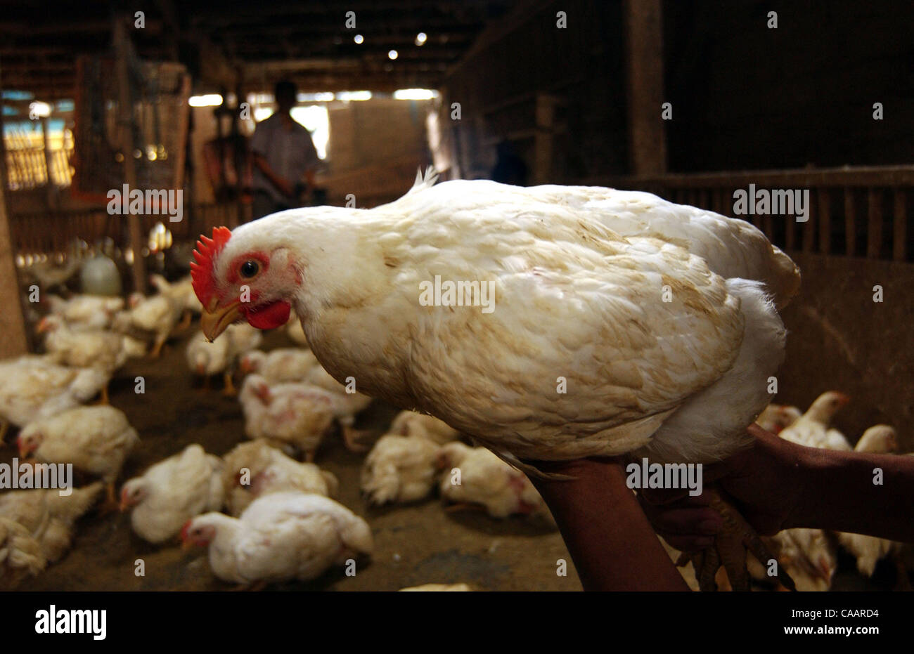 JAKARTA, INDONESIA-JANUARY 26, 2004:  An Indonesian chicken trader holds a chicken before selling to customer at a chicken distributor. Indonesia authorities has confirmed a bird flu outbreak among chickens but found no evidence the disease has spread to humans. The bird flu virus spread deeper into Stock Photo