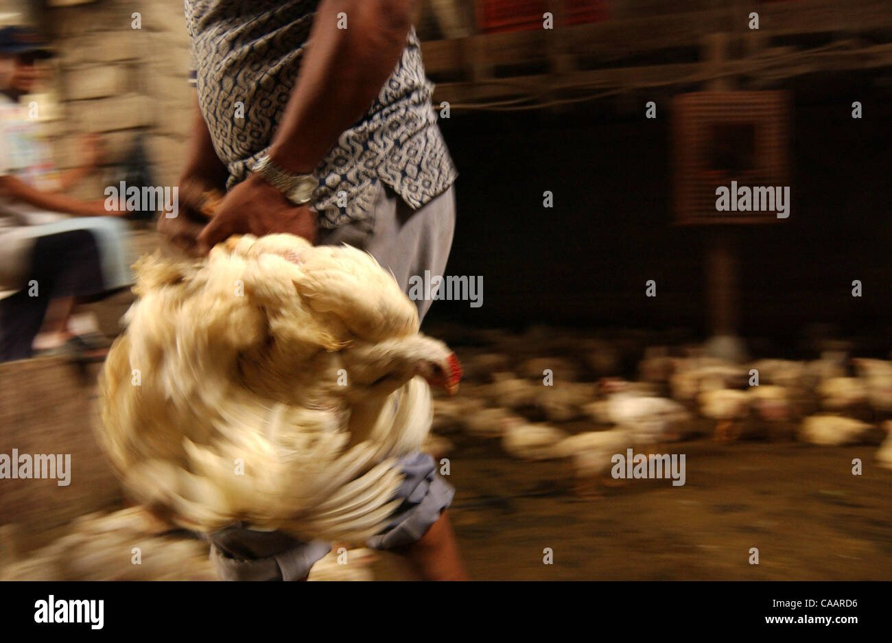 JAKARTA, INDONESIA-JANUARY 26, 2004:  An Indonesian chicken trader carries chickens at a chicken distributor. Indonesia authorities has confirmed a bird flu outbreak among chickens but found no evidence the disease has spread to humans. The bird flu virus spread deeper into Asia and claimed its firs Stock Photo