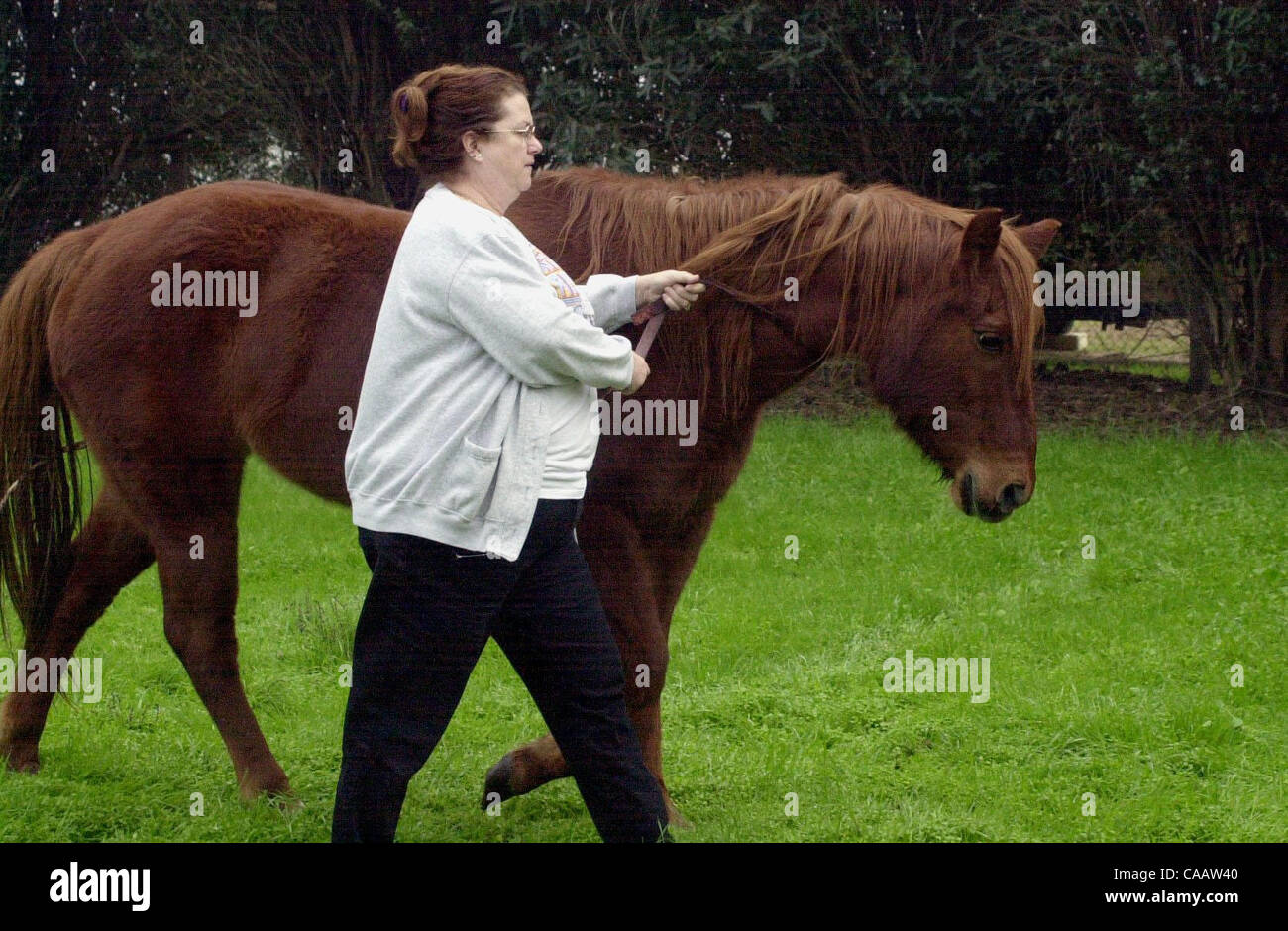 Terry Citro of Oakley California walks Candy a 23-year-old horse to a  corral. Over the past eight years she and her husband have accumulated many  animals. Friday Jan. 23, 2004. (TIMES/HERMAN BUSTAMANTE