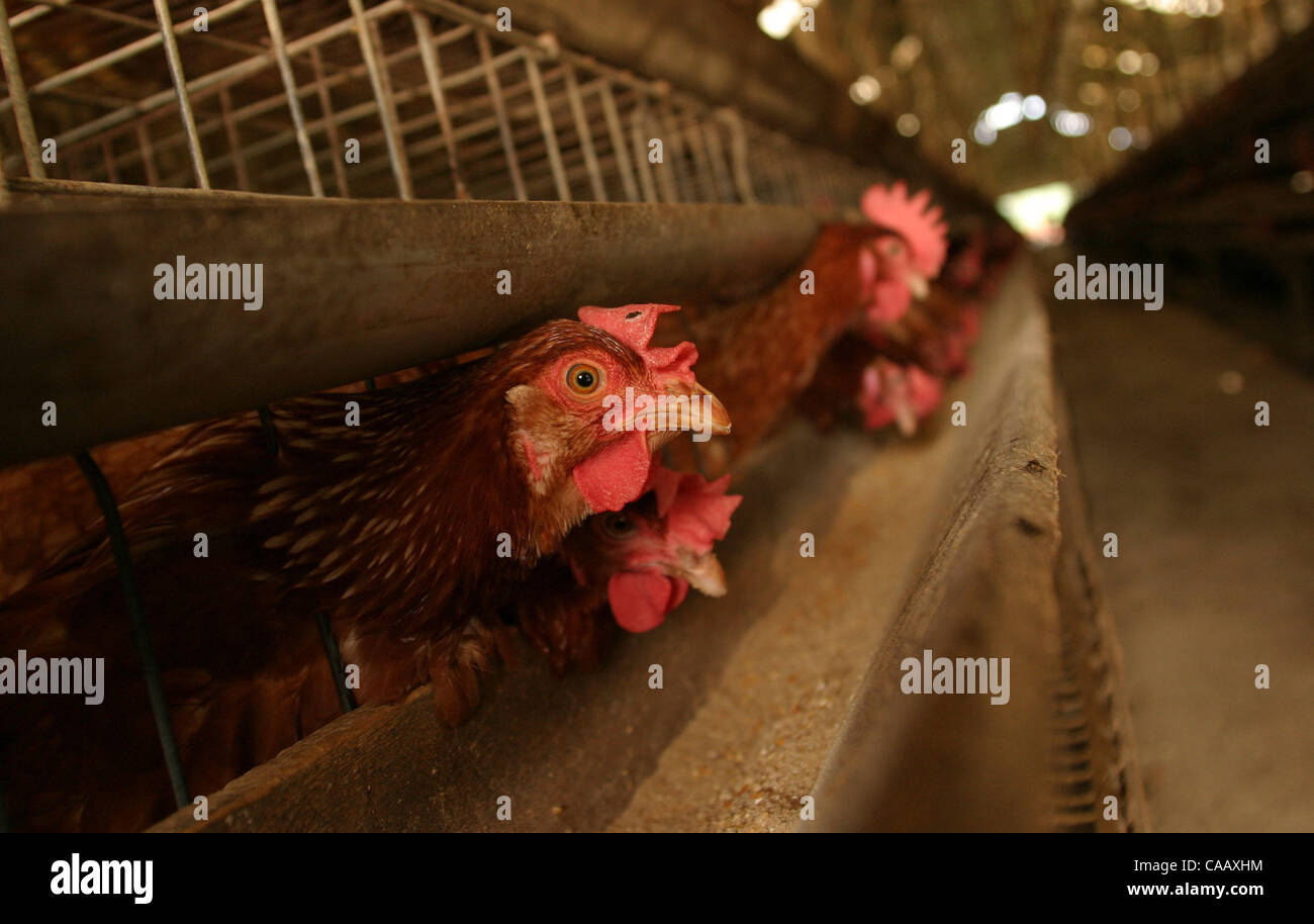 TANGERANG, INDONESIA - JANUARY 29, 2004  This privatly owned farm produces chicken eggs to be sold in Jakarta.  Small scale operations like this exist throughout the Indonesian archipelago  while larger commercial factorys utilize the latest technology and  operate only near major commercial centers Stock Photo