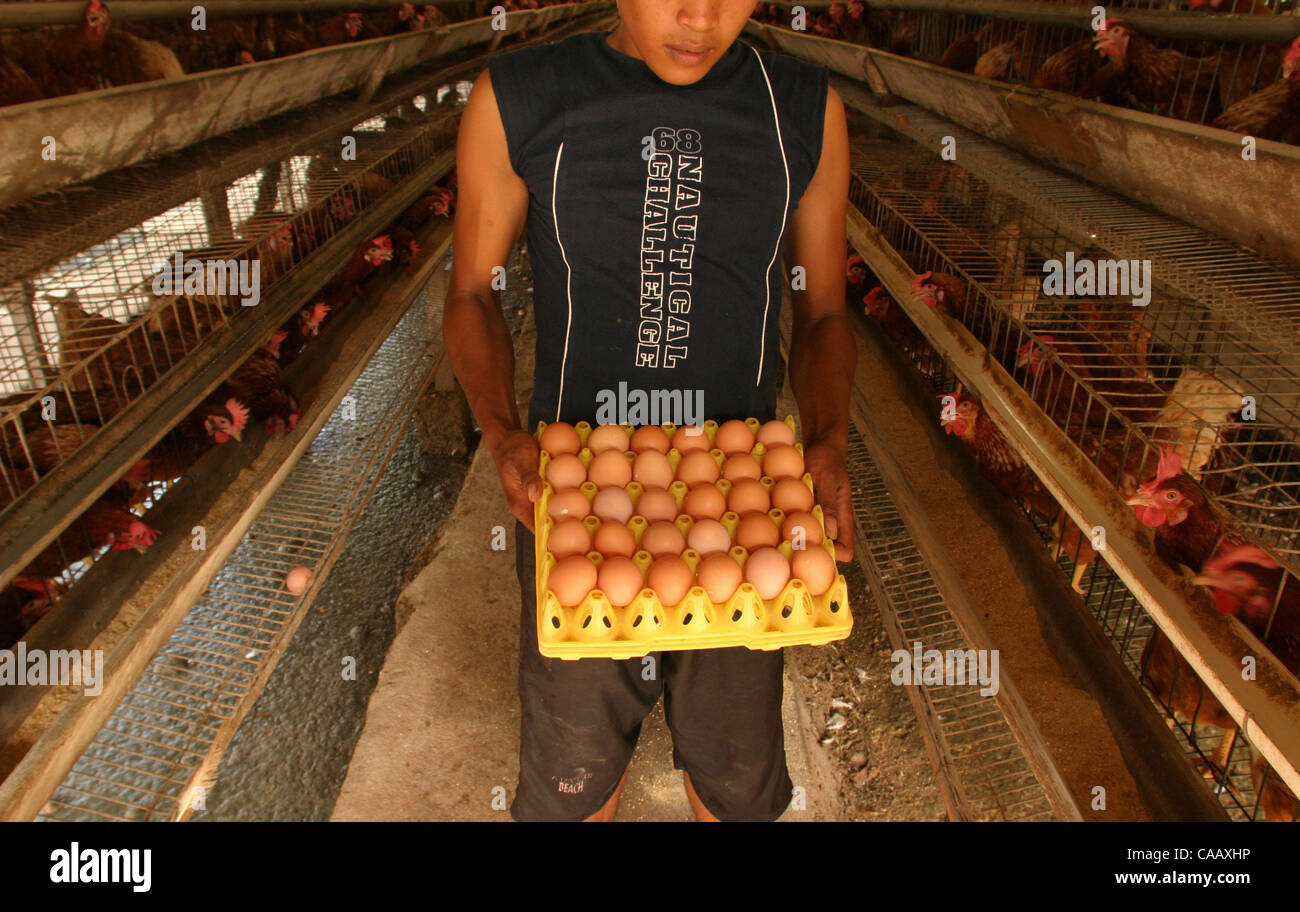 TANGERANG, INDONESIA - JANUARY 29, 2004  This privatly owned farm produces chicken eggs to be sold in Jakarta.  Small scale operations like this exist throughout the Indonesian archipelago  while larger commercial factorys utilize the latest technology and  operate only near major commercial centers Stock Photo