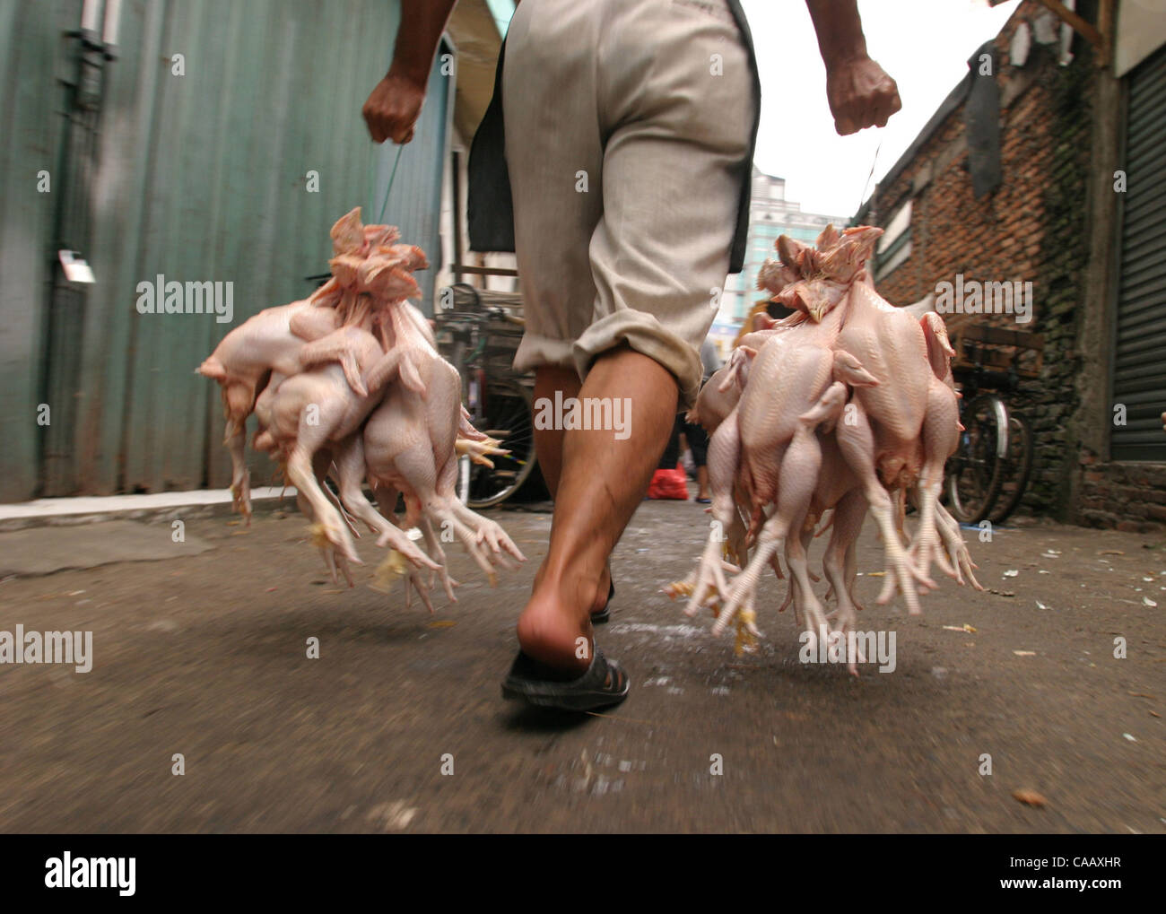 JAKARTA, INDONESIA - JANUARY 30, 2004  Since this weeks announcment of the contagious Bird Flu virus in Indonesia, sales of chickens throughout the country have seen a 50% decline.  The slaughterhouse at Pasar Senen, One of Jakarta's central markets, is still busy with poultry activity.  Photo by Jo Stock Photo