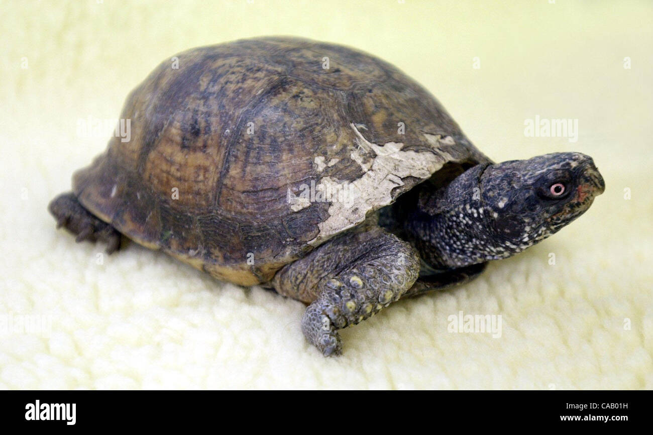 Heetera, A0#6545  a brown Ornate Western Box Turtle is pet of the week on Tuesday, May 11, 2004.  (Contra Costa Times/HERMAN BUSTAMANTE JR.) Stock Photo