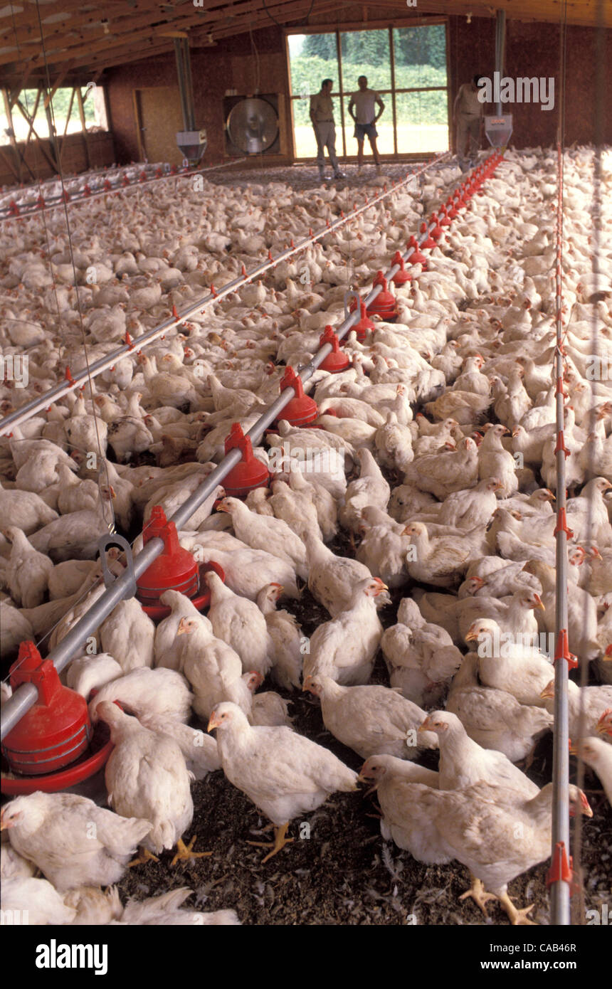 Chicken slaughter usa hires stock photography and images Alamy