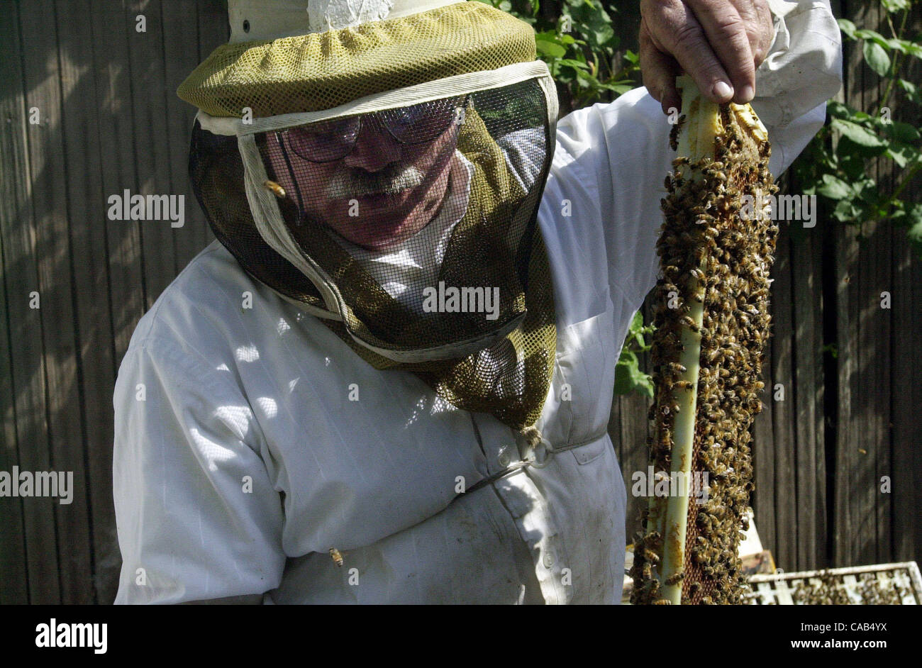 Mt. Diablo Beekeepers Association Vice President, Major Branzel, examines a panel of bees during a Spring work day for members only in Pleasant Hill, Calif. on Saturday, April 17, 2004.  (CONTRA COSTA NEWSPAPERS/Tue Nam Ton) Stock Photo