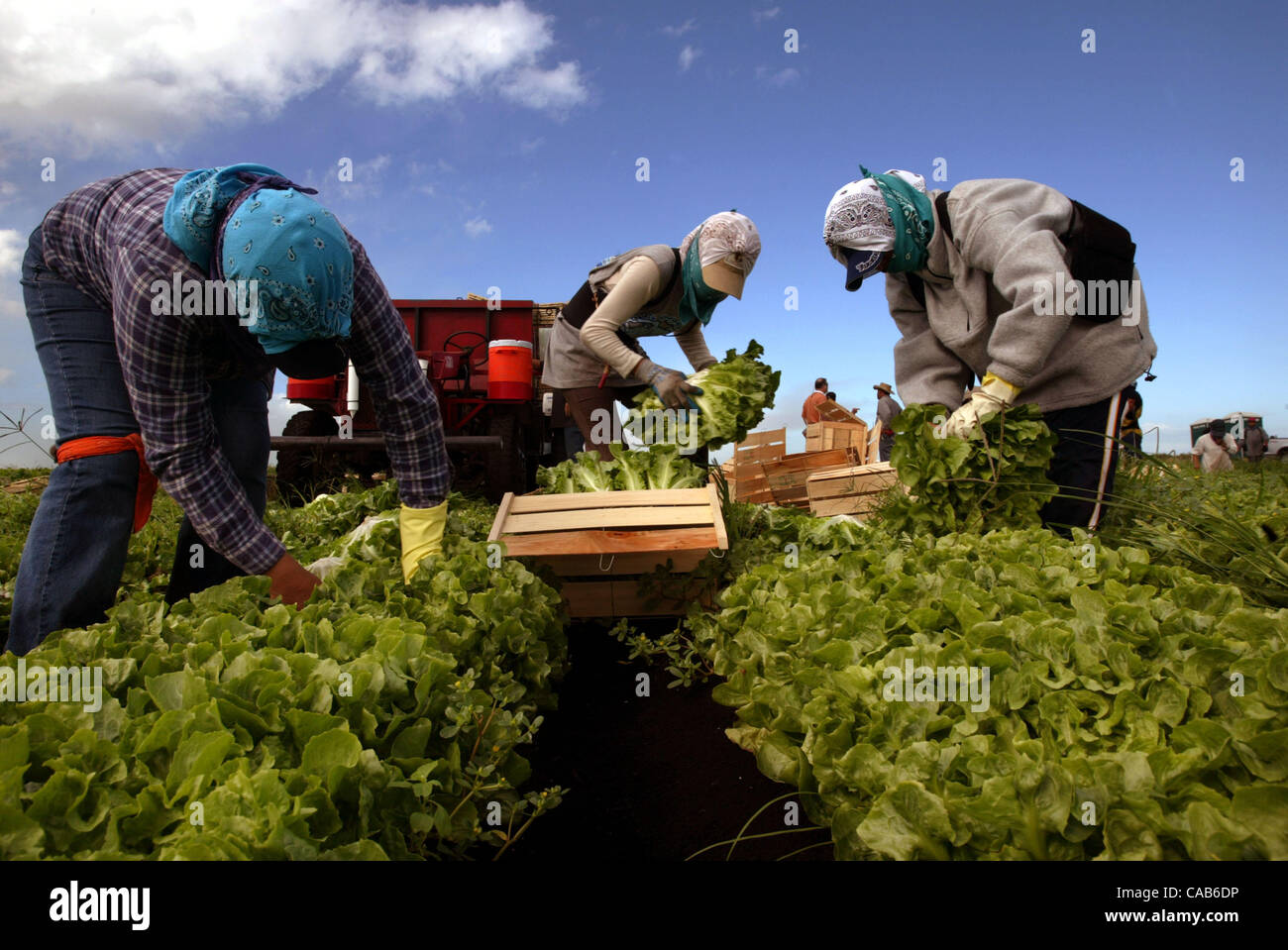 103003 pal migrant workers2Belle Glade, FLFarm workers cut endive
