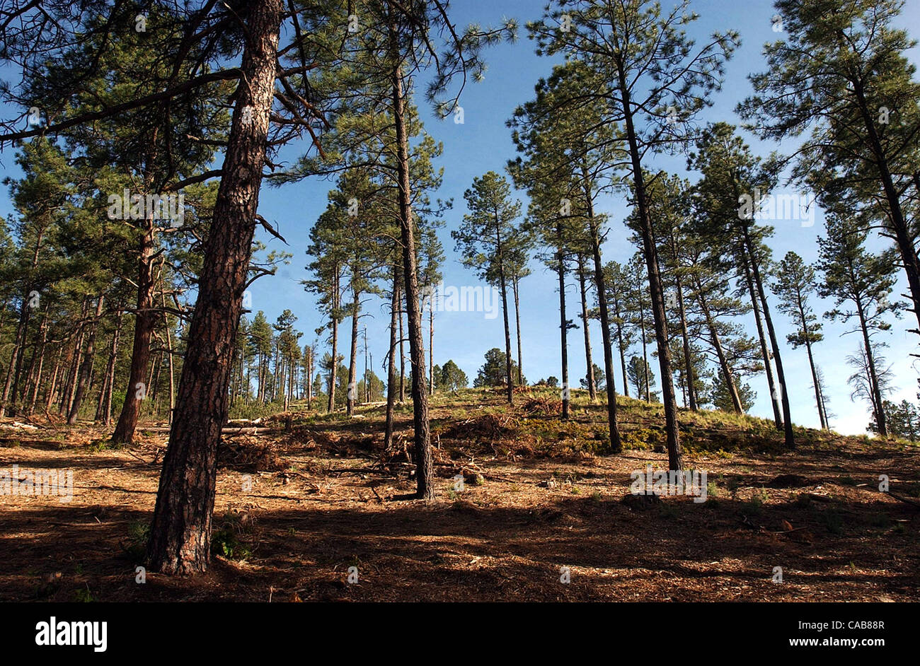 Thinning trees and brush is one of the main ways the town of Ruidoso