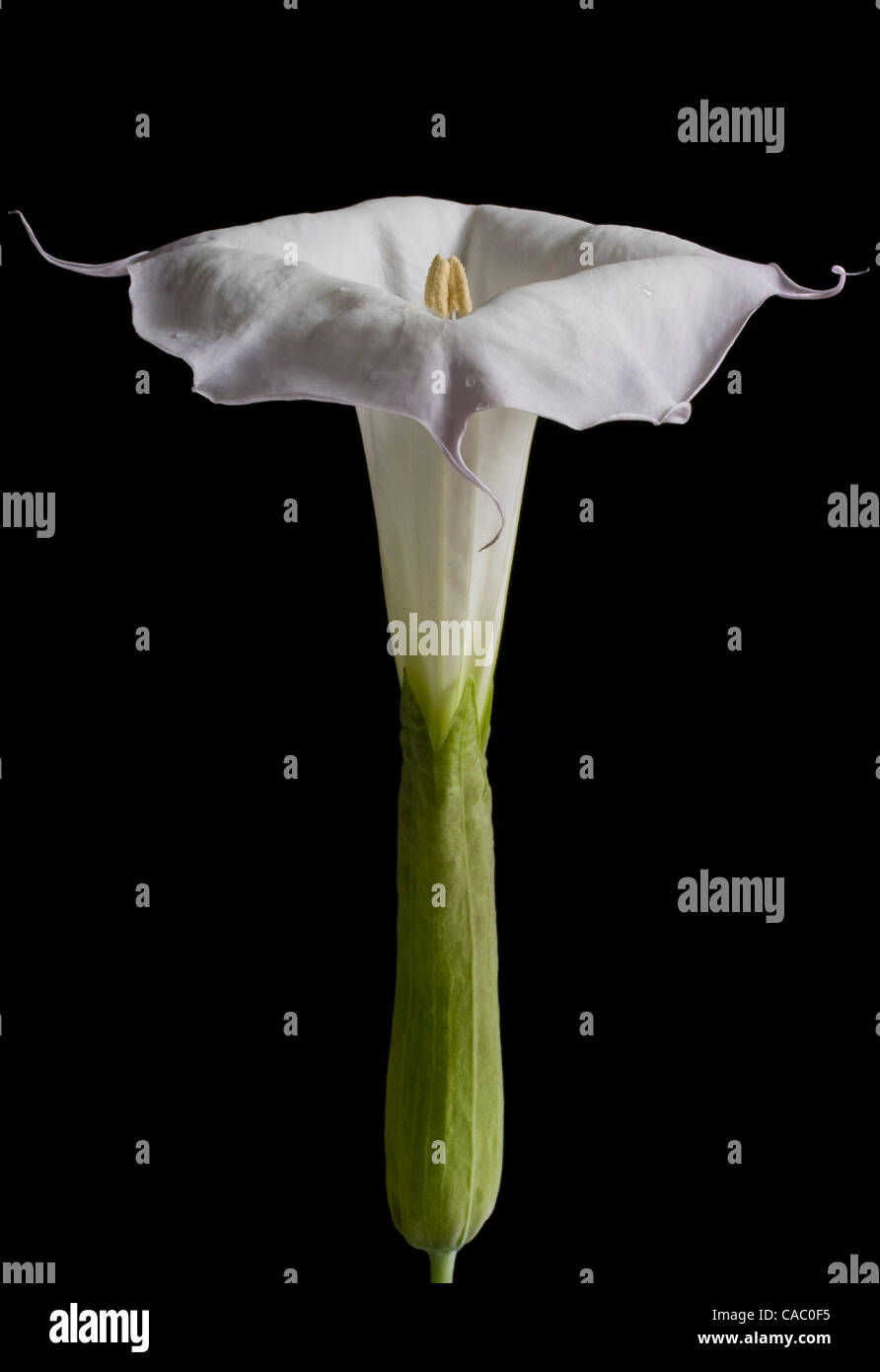 June 19 2010 Fort Worth Texas Usa A Datura Bloom From The