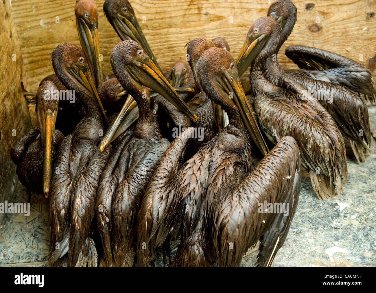 Jun. 08, 2010 - Buras, Louisiana, US - Oil stained brown pelicans wait in a holding box to be cleaned at an animal rescue facility in Fort Jackson.  Oil from the Deepwater Horizon oil spill continues to wash a shore along the Gulf of Mexico all the way to Florida.  Over the past six weeks the rescue Stock Photo