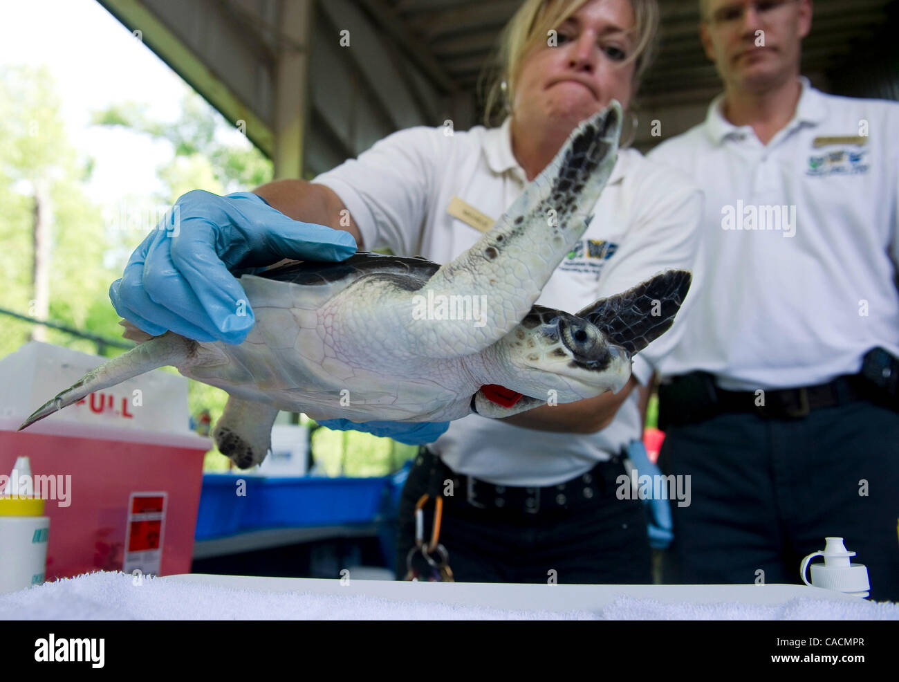 Jun. 10, 2010 - New Orleans, Louisiana, US - An endangered Kemps Ridley sea turtle, which was rescued after being found coated with oil from the Deepwater Horizon oil spill, is treated at the Audubon Nature InstituteÃ•s Center for Research of Endangered Species in New Orleans. Since the start of the Stock Photo