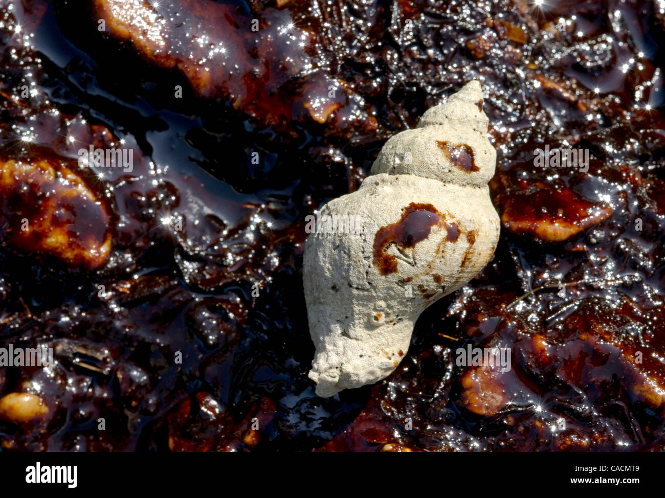 June 11, 2010 - Grand Isle, Louisiana, U.S - A shell sits on oil stained rocks from the Deepwater Horizon oil spill in Grand Isle. Oil from the massive spill continues to impact the Gulf of Mexico. (Credit Image: © Robin Loznak/ZUMApress.com) Stock Photo