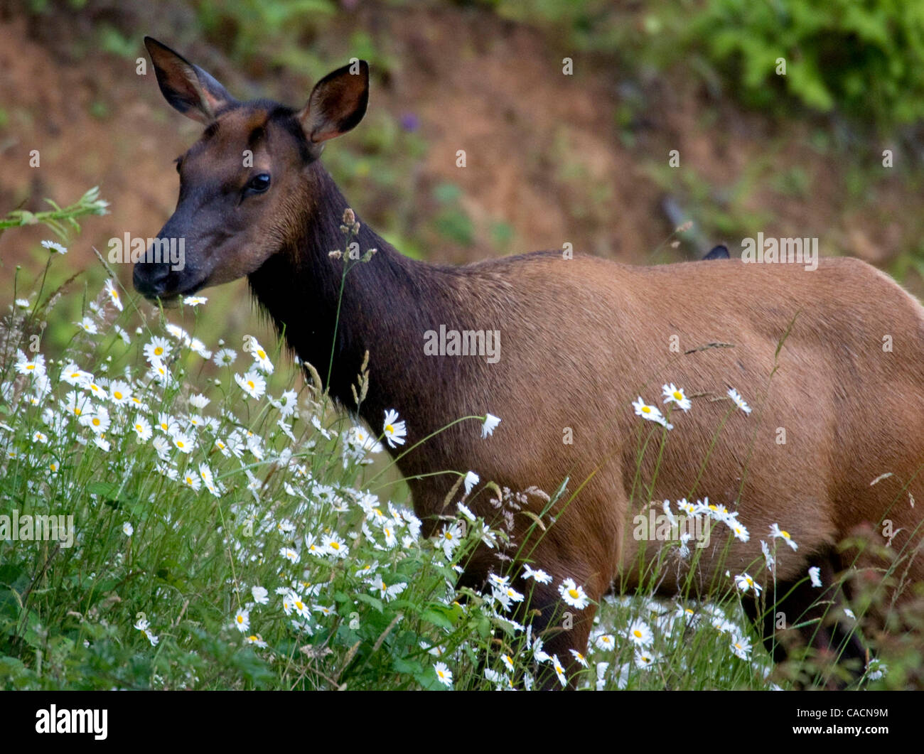 Roosevelt Elk Cervus Canadensis Roosevelti Antler Growth
