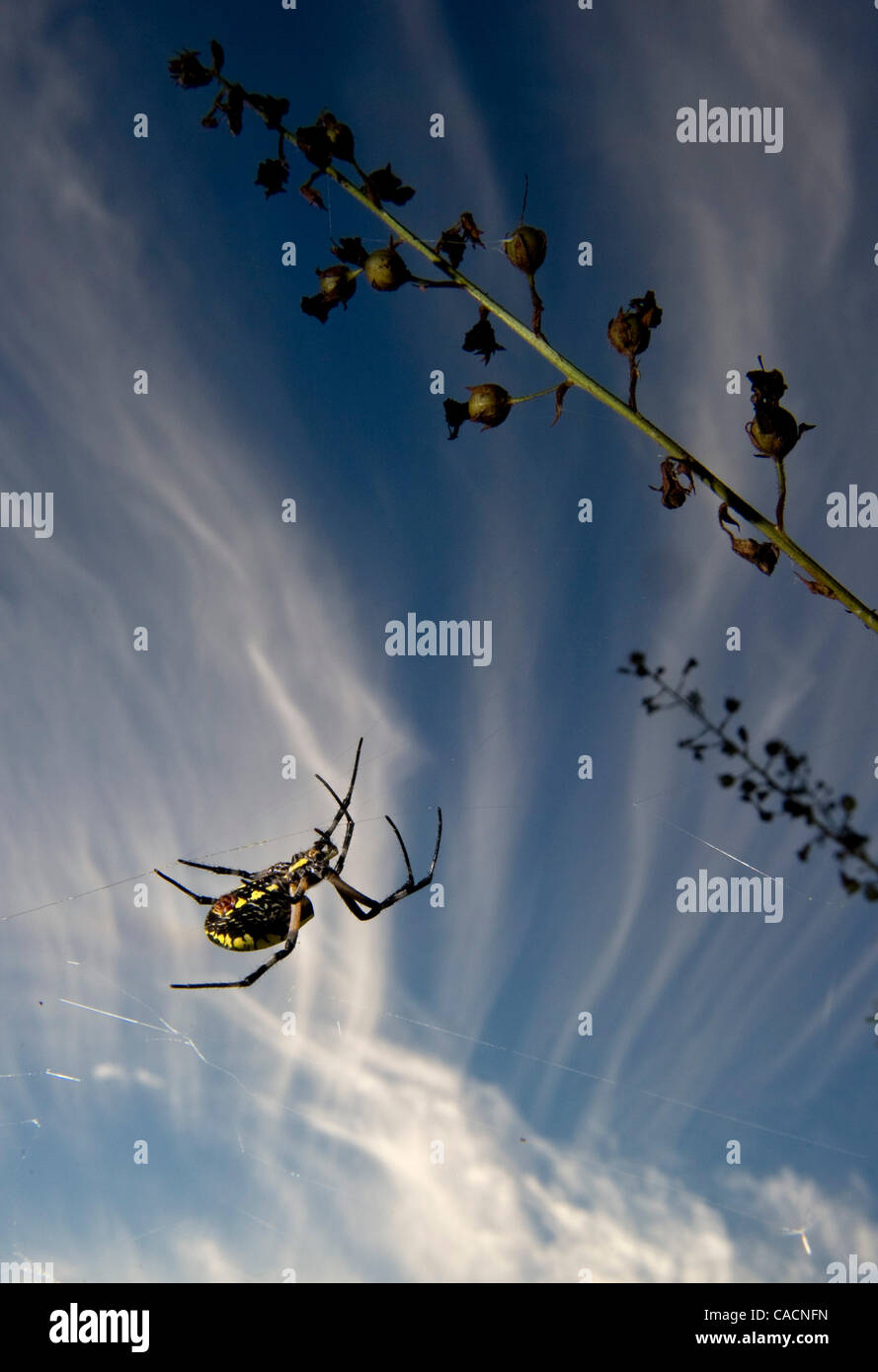 Aug. 08, 2010 Kellogg, Oregon, U.S A black and yellow garden spider