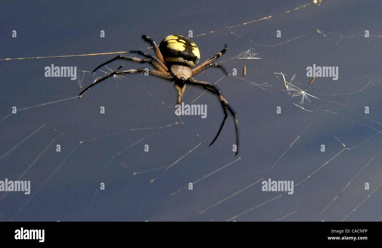 Aug. 08, 2010 Kellogg, Oregon, U.S A black and yellow garden spider