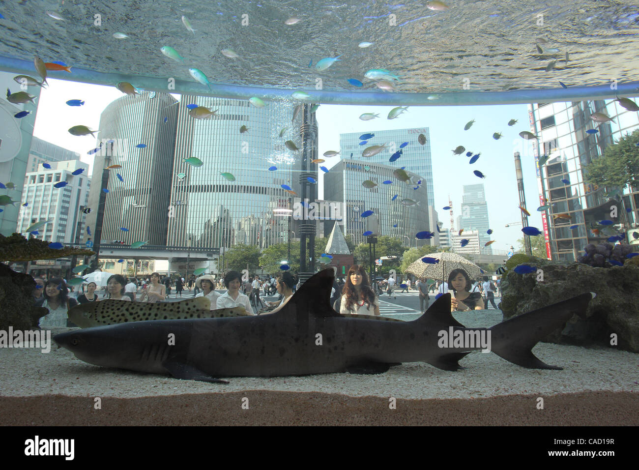 Jul 22, 2010 - Tokyo, Japan - Visitors enjoy watching the fish from the Southern Japan, Okinawa at Sony Building in Tokyo, Japan. As a part of the 43rd Sony Aquarium, fish from Okinawa is on display in tank and Kuroshio Current and Okinawa Churaumi Aquarium are projected on the giant 200 inch 3D scr Stock Photo