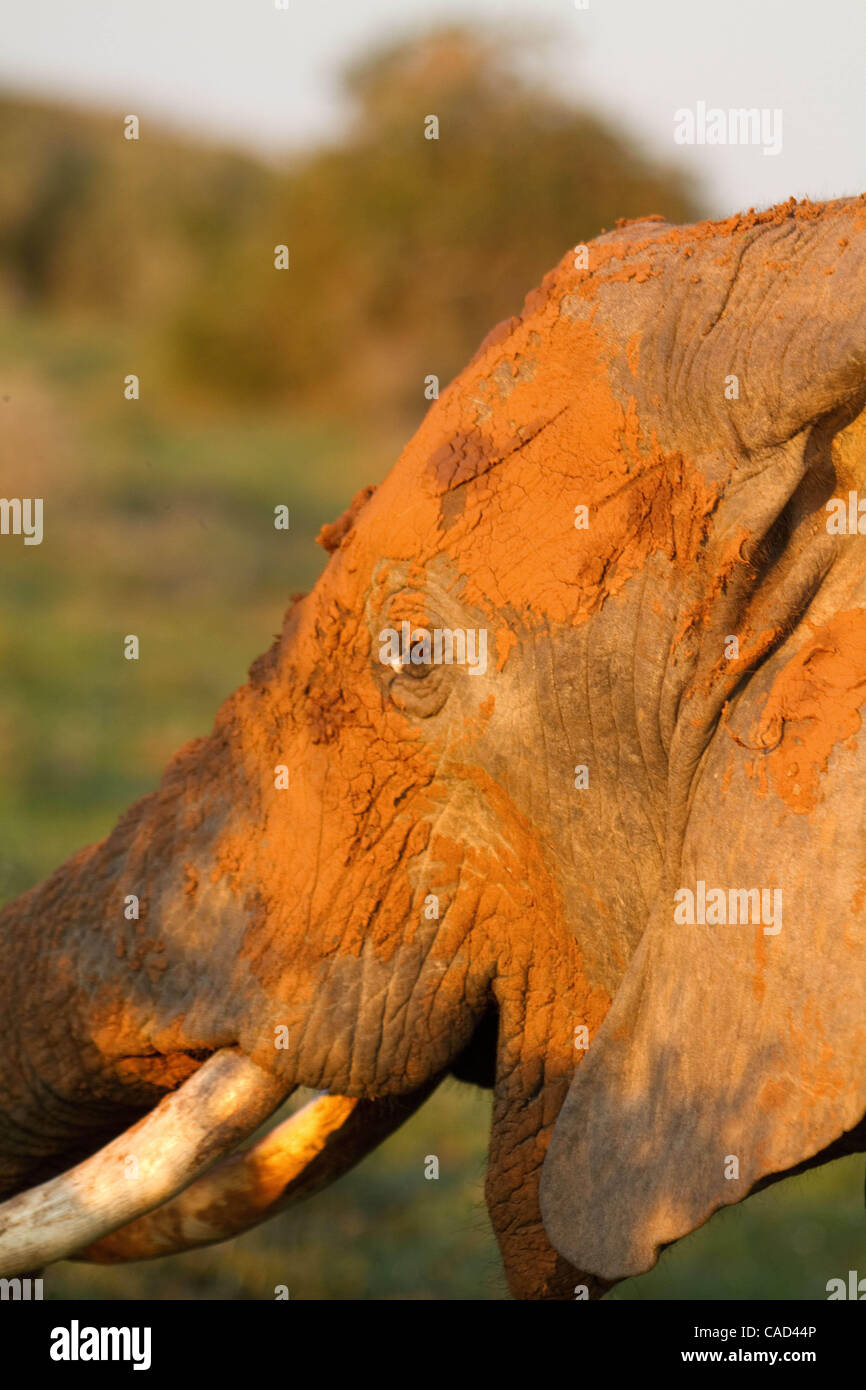 Jul 26, 2010 - Addo, South Africa - African elephant in the Addo National Park in South Africa. The original Elephant section of the park was proclaimed in 1931, when only eleven elephants remained in the area, today this finely tuned ecosystem is sanctuary to over 450 elephants, Cape buffalo, black Stock Photo