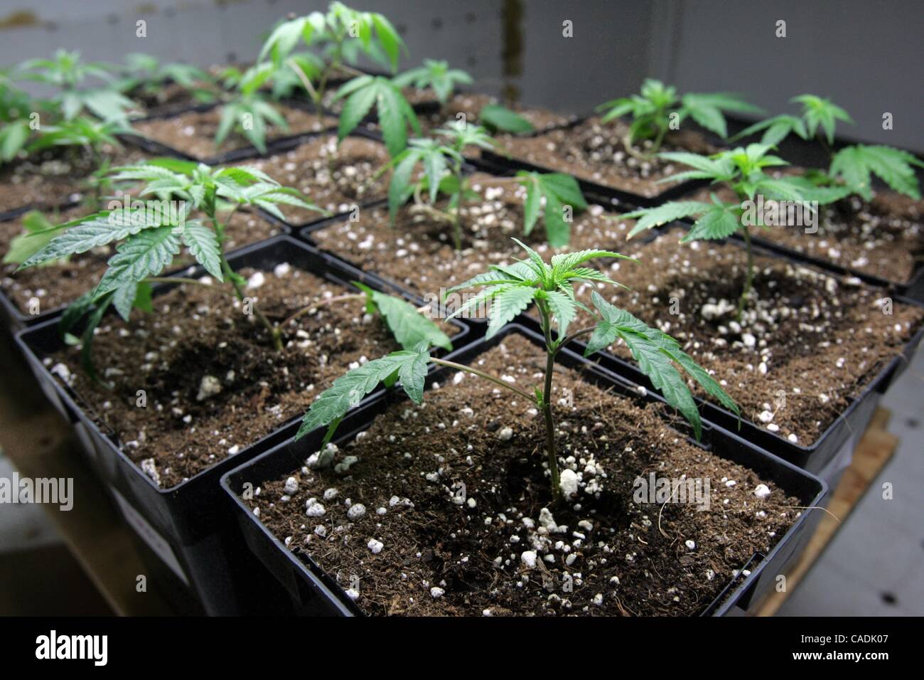 Jul 09, 2010 Los Angeles, California, U.S. Marijuana plants at a