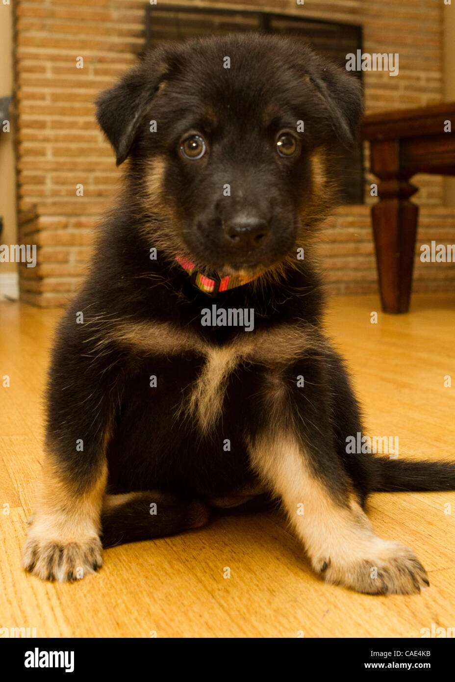6 weeks hotsell german shepherd