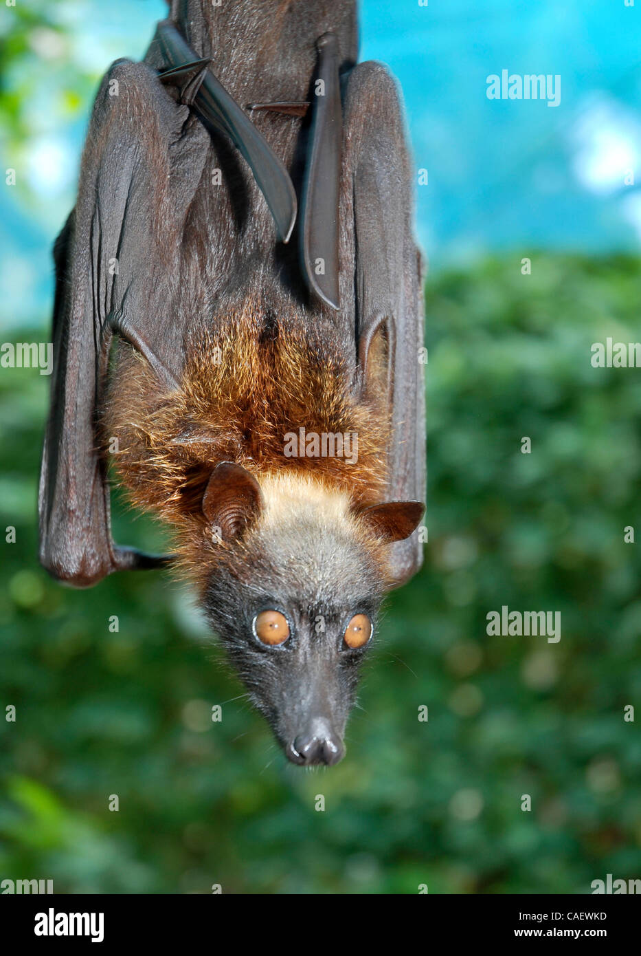 A captive fruit bat hangs from a branch near the Boracay Bat Cave, on  Boracay Island in the Philippines. The Acerodon Jubatus species is known as  the largest of its kind anywhere