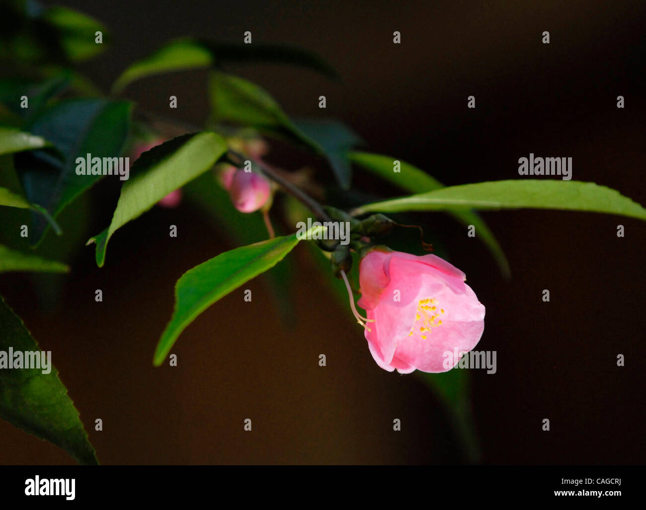 Cherub camellias grow in the home of Dan and Rosalie Yee in the South Land Park area, February 6, 2008..The Sacramento Bee /  Florence Low /  flow@sacbee.com  (Credit Image: © Sacramento Bee/ZUMA Press) Stock Photo