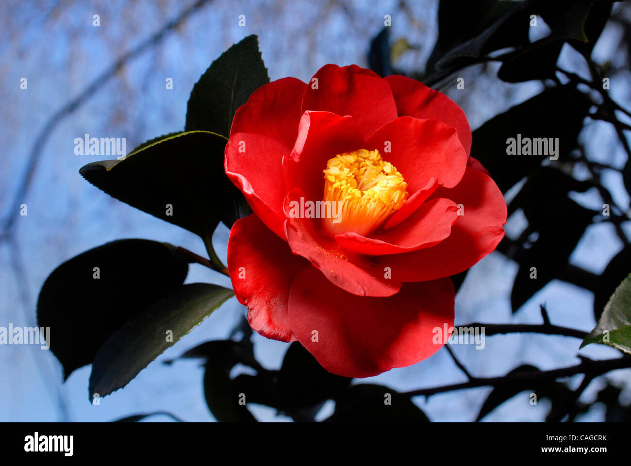 Lady in Red camellias grow in the home of Dan and Rosalie Yee in the South Land Park area, February 6, 2008..The Sacramento Bee /  Florence Low /  flow@sacbee.com  (Credit Image: © Sacramento Bee/ZUMA Press) Stock Photo