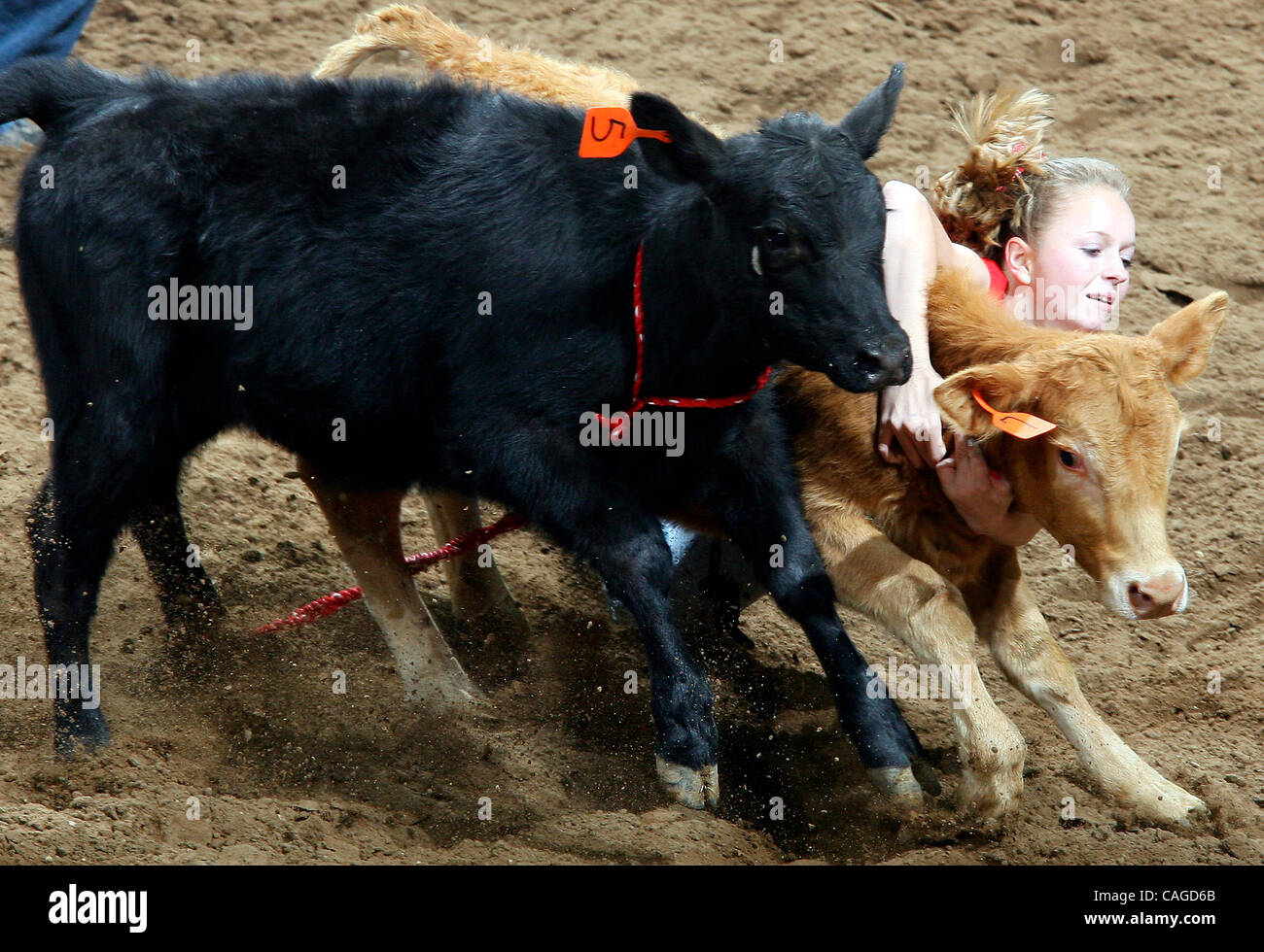 FOR METRO A contestant in the Calf Scramble event tries to hold on to