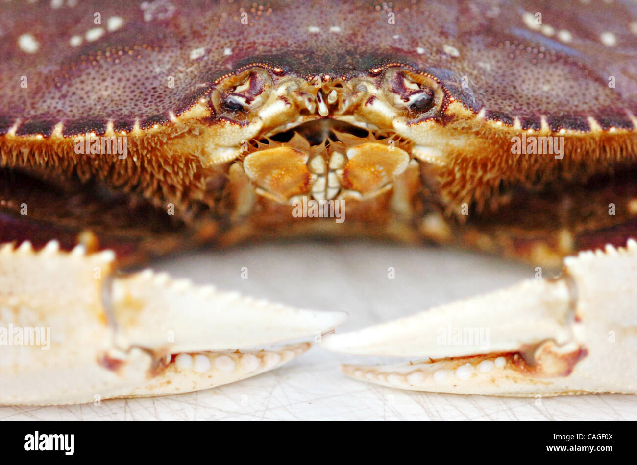 Recreational angler tom mattusch handles hires stock photography and