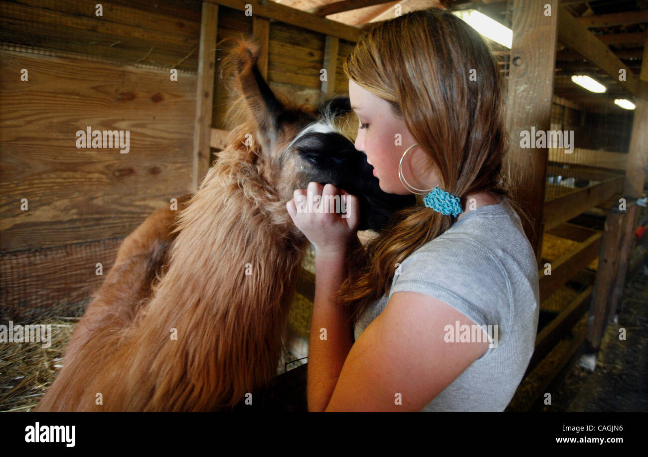 Jan 31, 2008 - Tampa, Florida, USA - CHRISTINE STAAT, a 10th grade agriculture student at Gaither High School pets her llama Chase the day after she found another student's llama dead, apparently killed with a blunt object.  The dead llama, 8 month old Adonis suffered trauma to the head and died Wed Stock Photo
