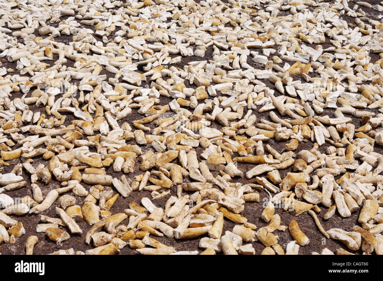 Cooked Starchy Roots Cassava, also known as manioc, is one of the main staple foods of the ...