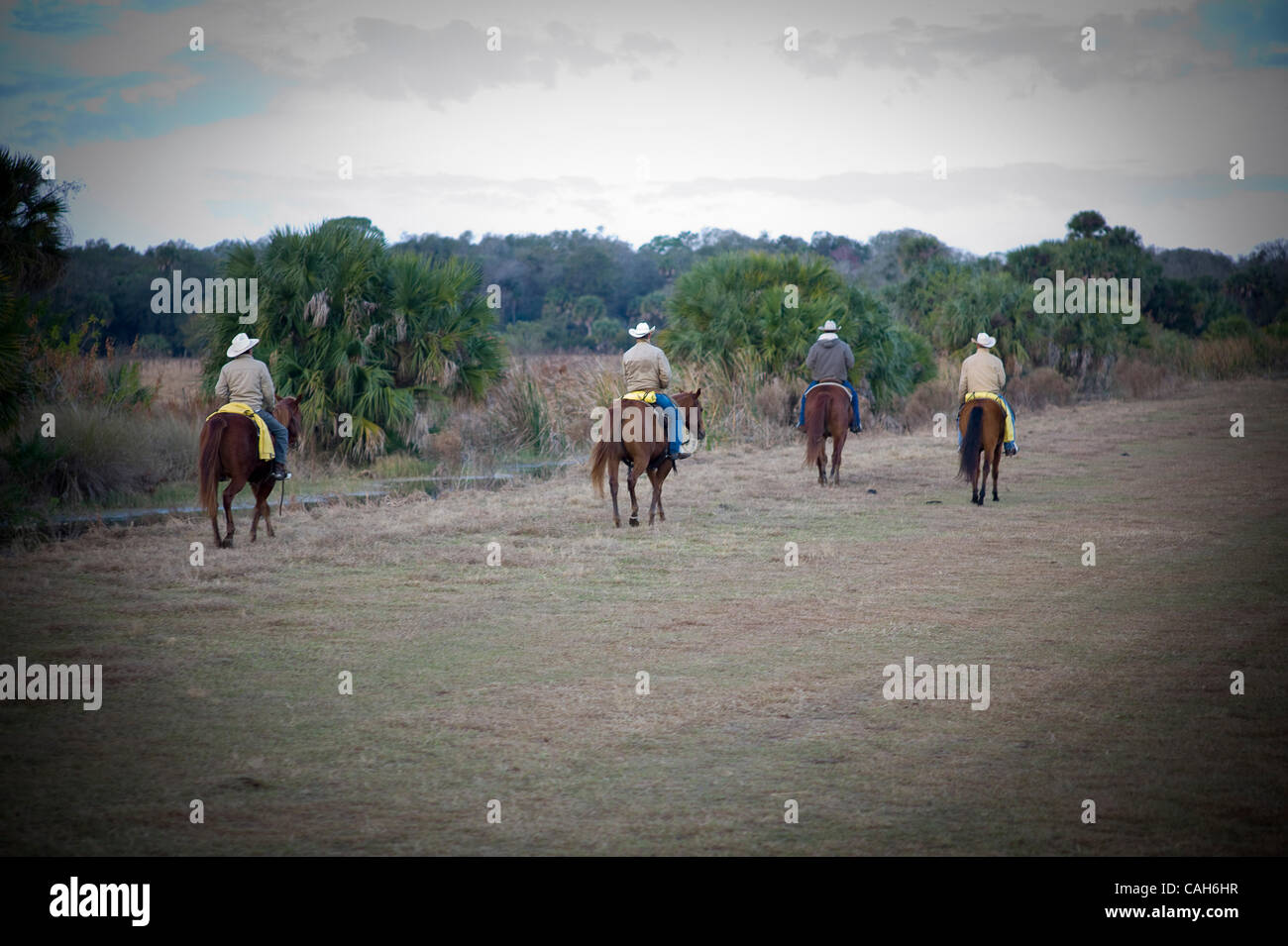 Jan 14, 2011 - Okeechobee, Florida, U.S. - Adams Ranch cowboys with ...