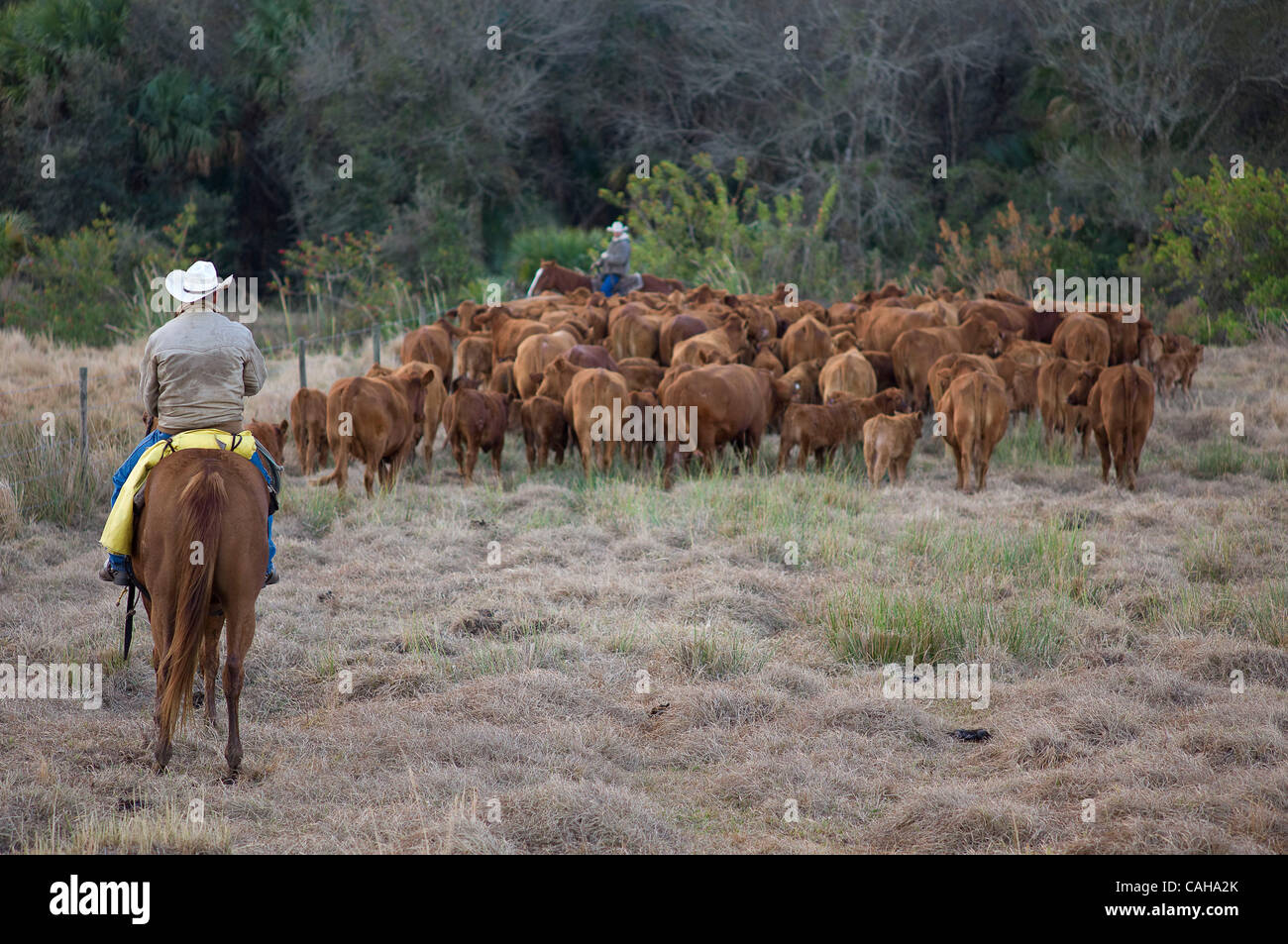 Jan 14, 2011 - Okeechobee, Florida, U.S. - Cowboys on Adams Ranch round ...