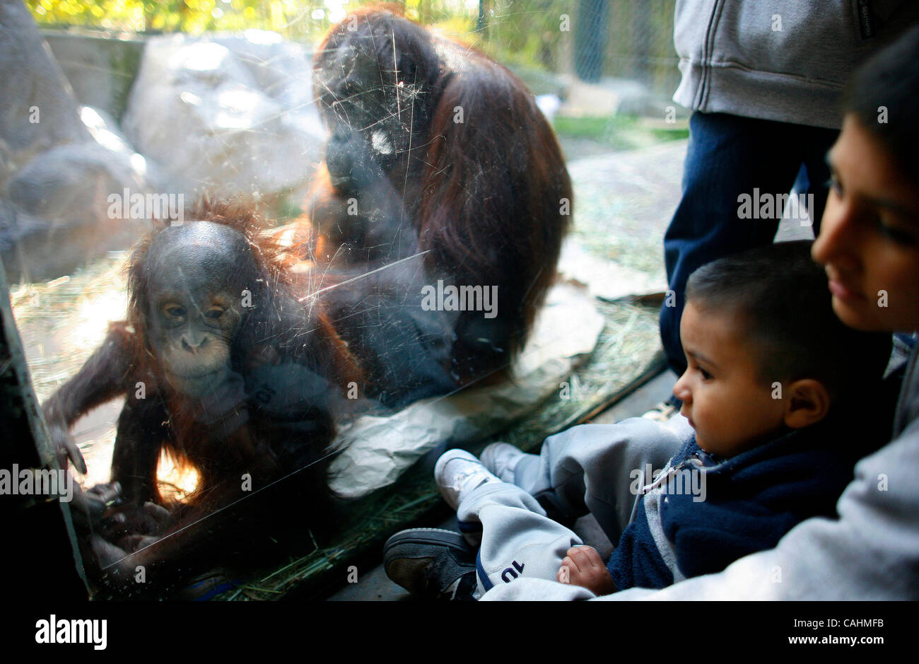 Orangutans play inside of a viewing area during Ape Awareness Day held ...