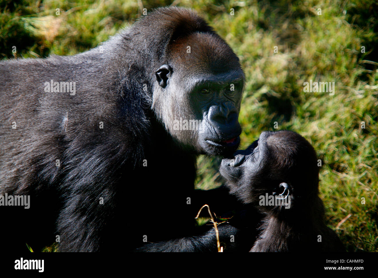 Gorillas rest inside of the Campo Gorilla Reserve during Ape Awareness ...