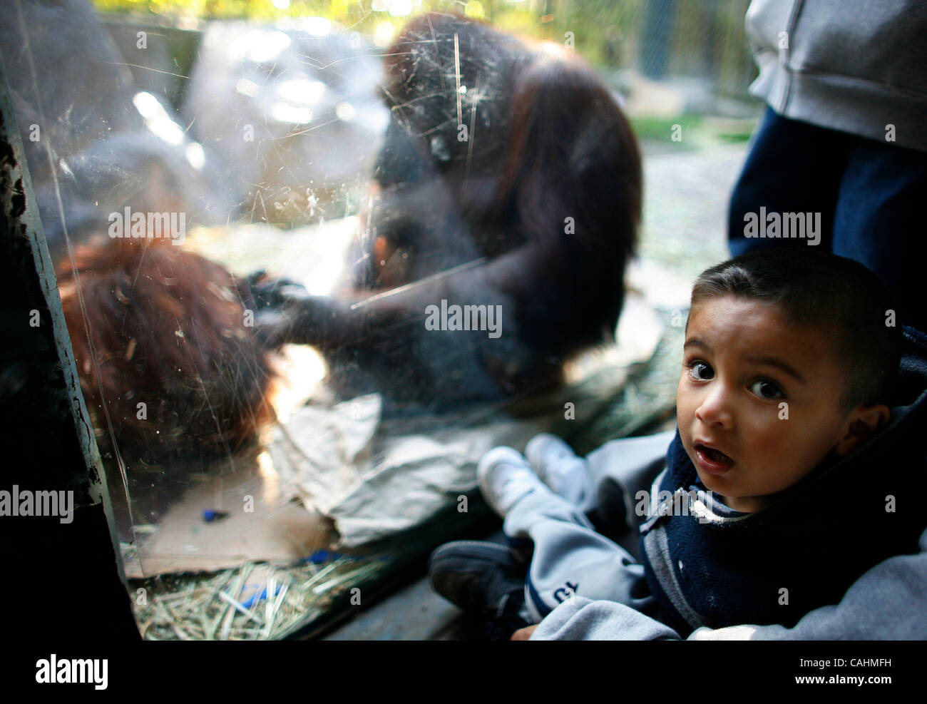 Orangutans play inside of a viewing area during Ape Awareness Day held ...