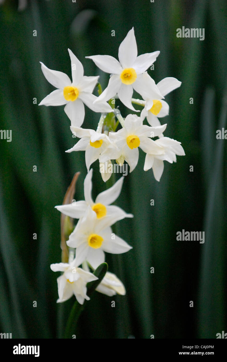 Narcissus plants bloom at the WPA Garden in Sacramento, December 28
